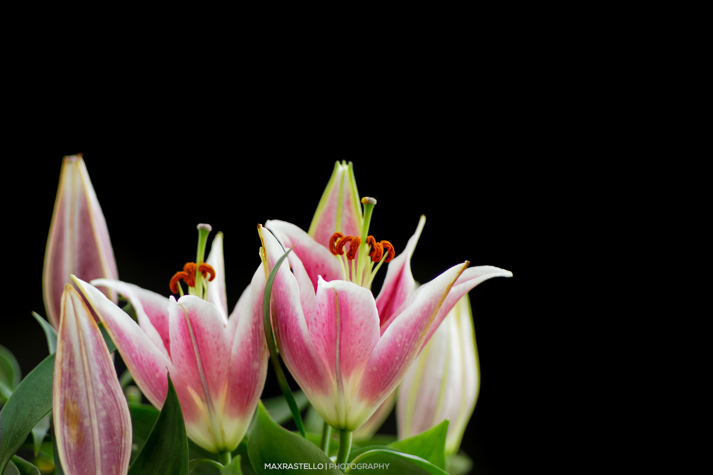 Stargazer lily