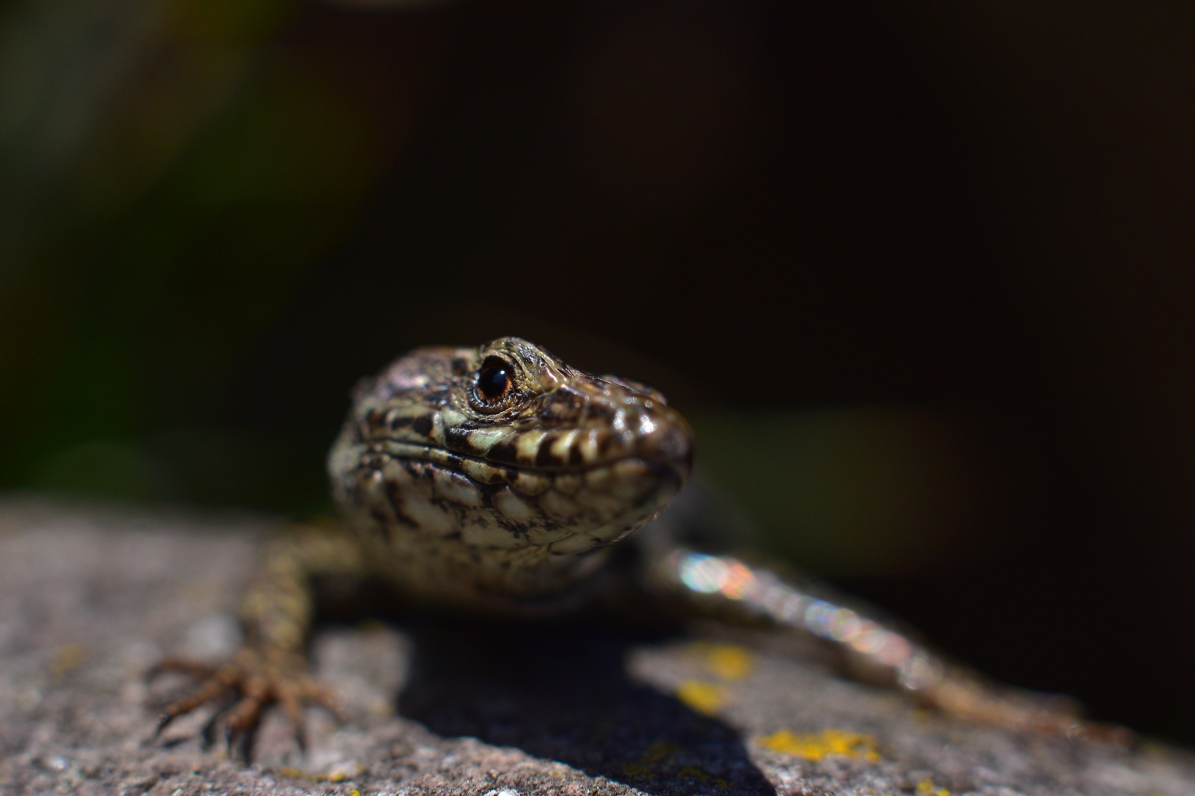Little Monsters - lizard