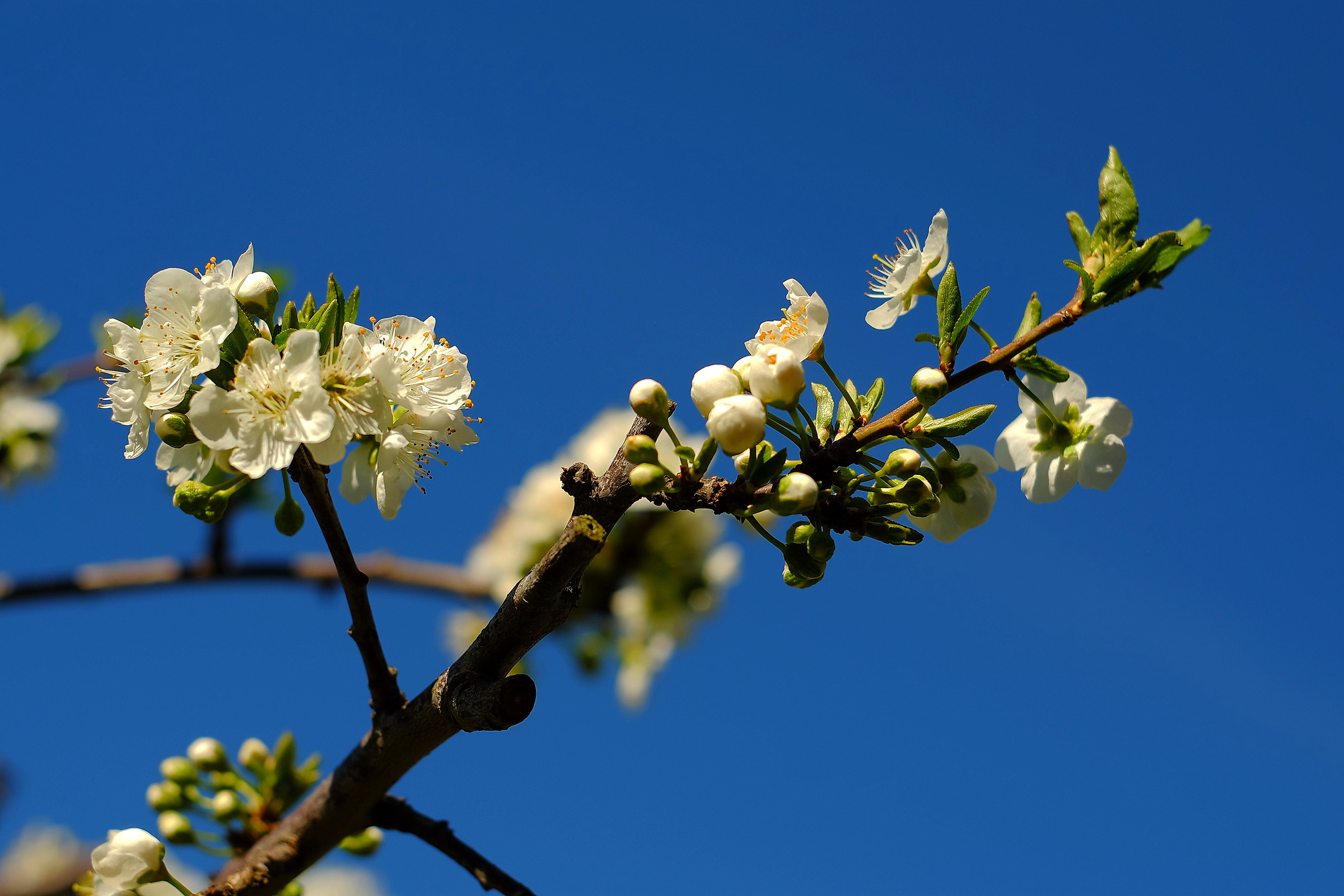 plum flowers