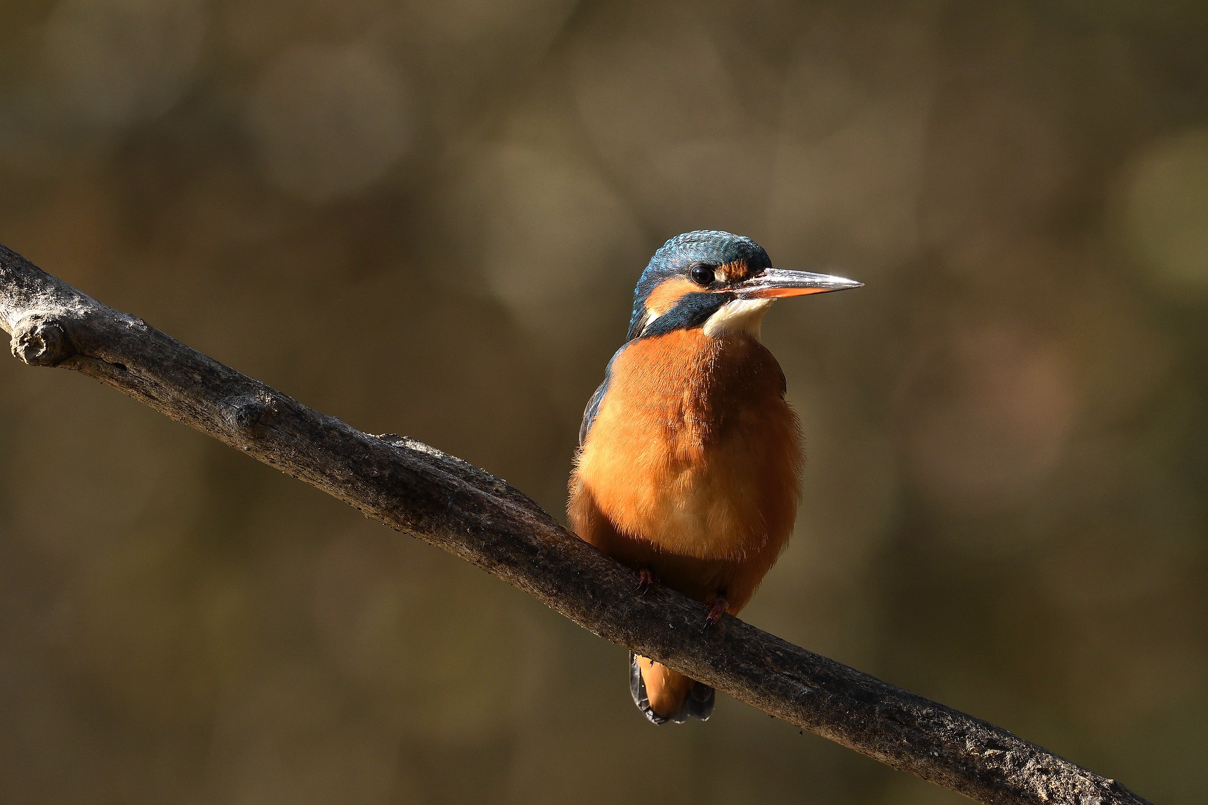 Il fiero martin pescatore