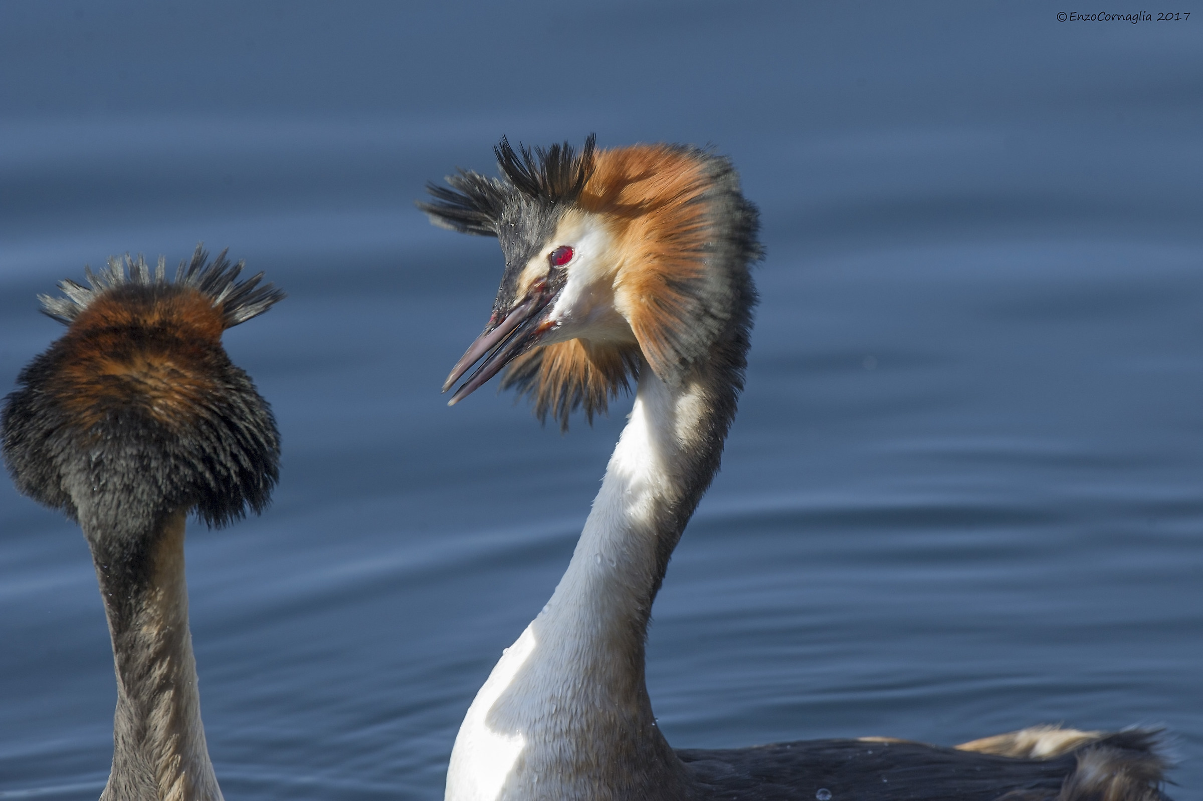 Great Crested Grebe