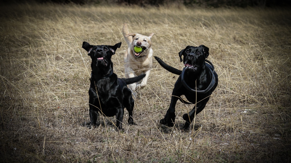 Il Bello, il Brutto e il Cattivo