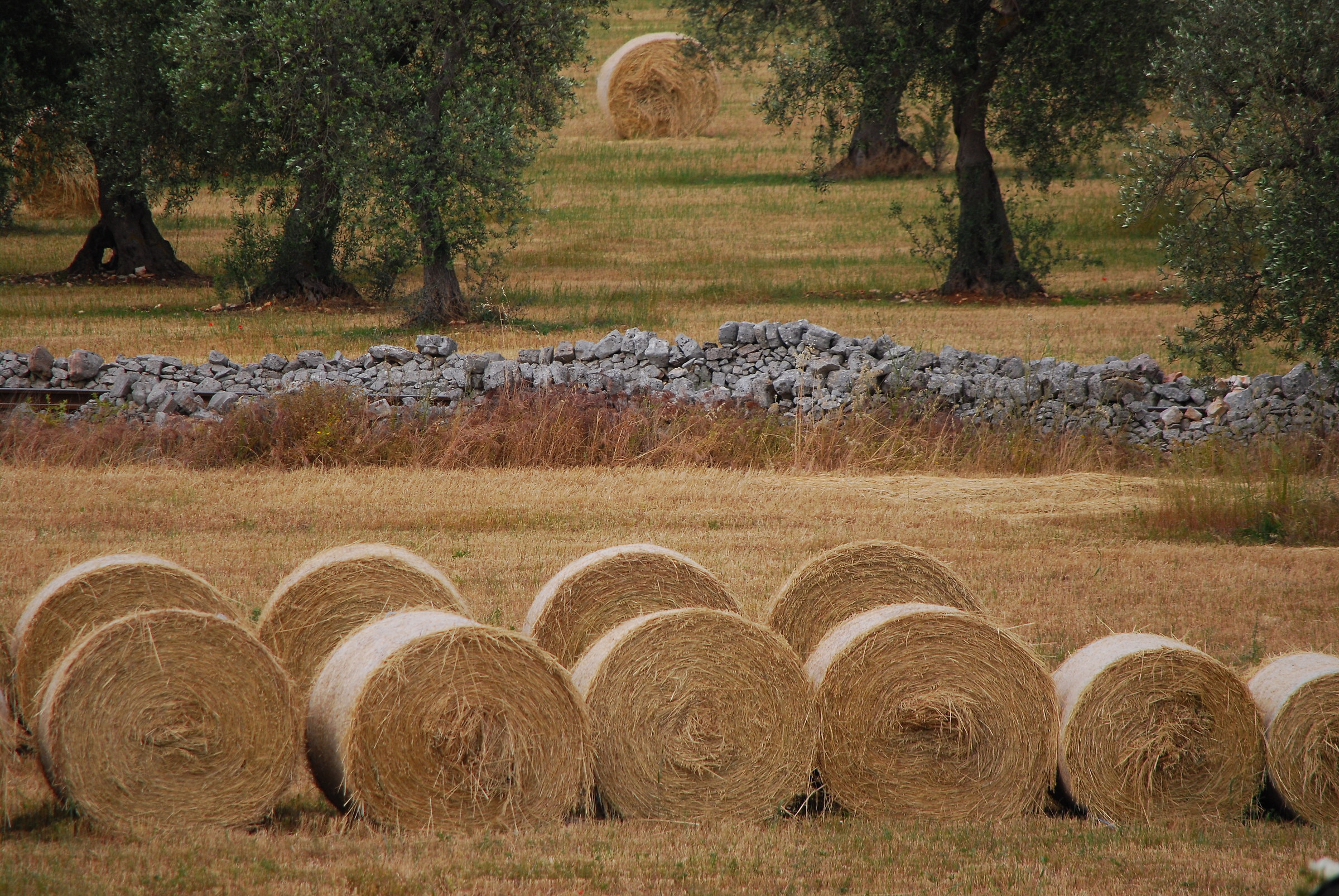 Apulian countryside