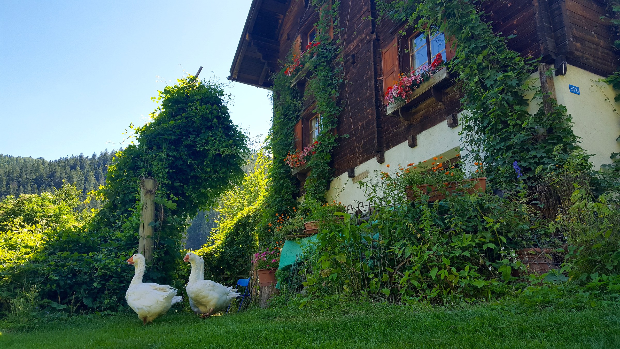 il giardino del vicino