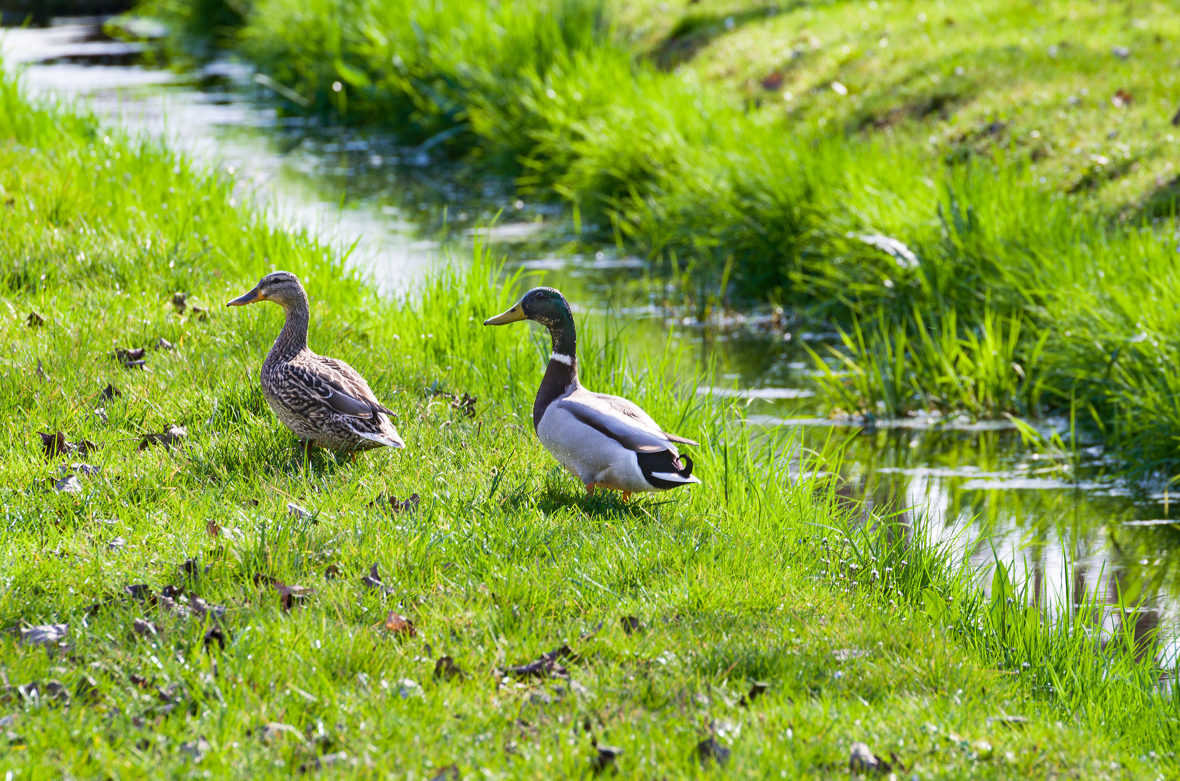 walk in the green (Duck Rouen)