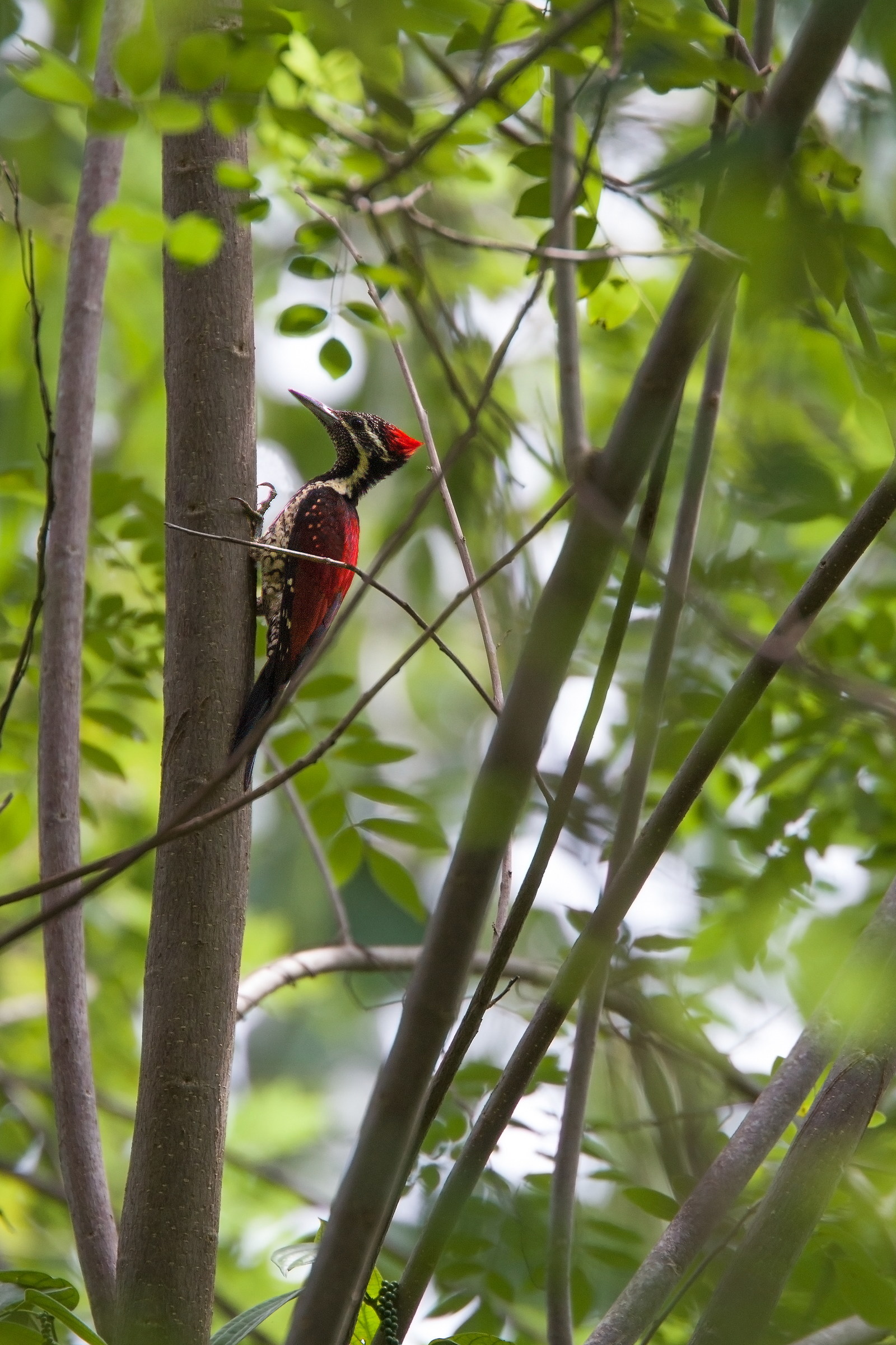 Black-rumped Flameback (Red-backed Woodpecker)