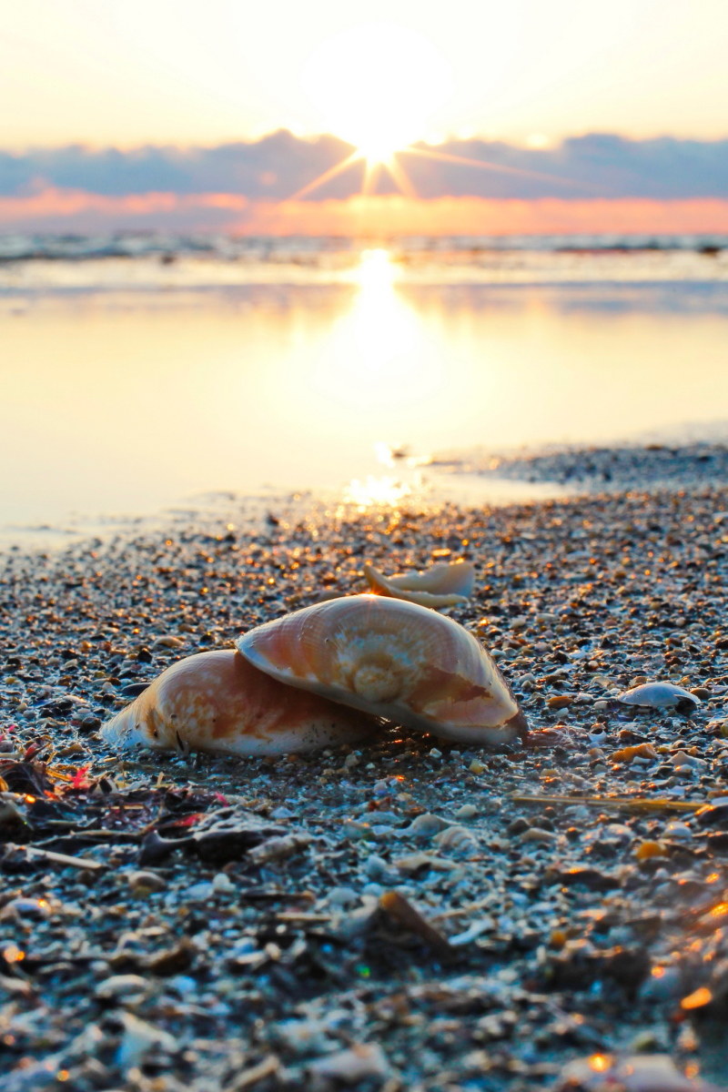 Mare al tremonto / Close up conchiglia