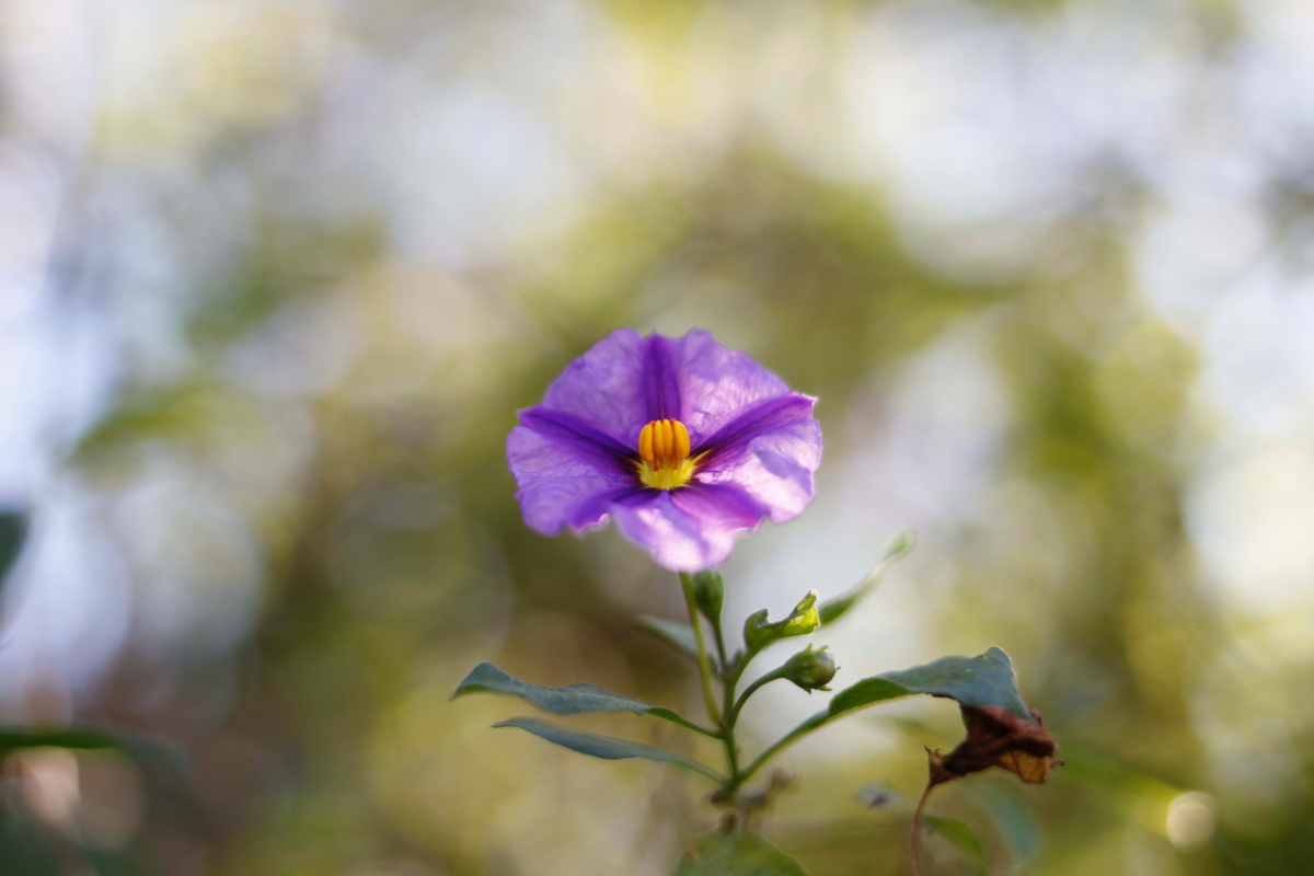 Flower in the garden