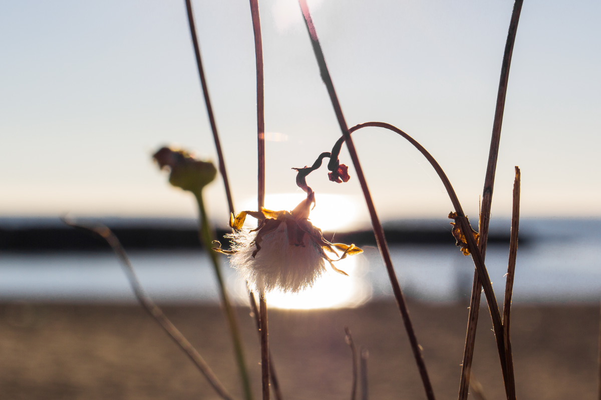 Close-up ambientato 2