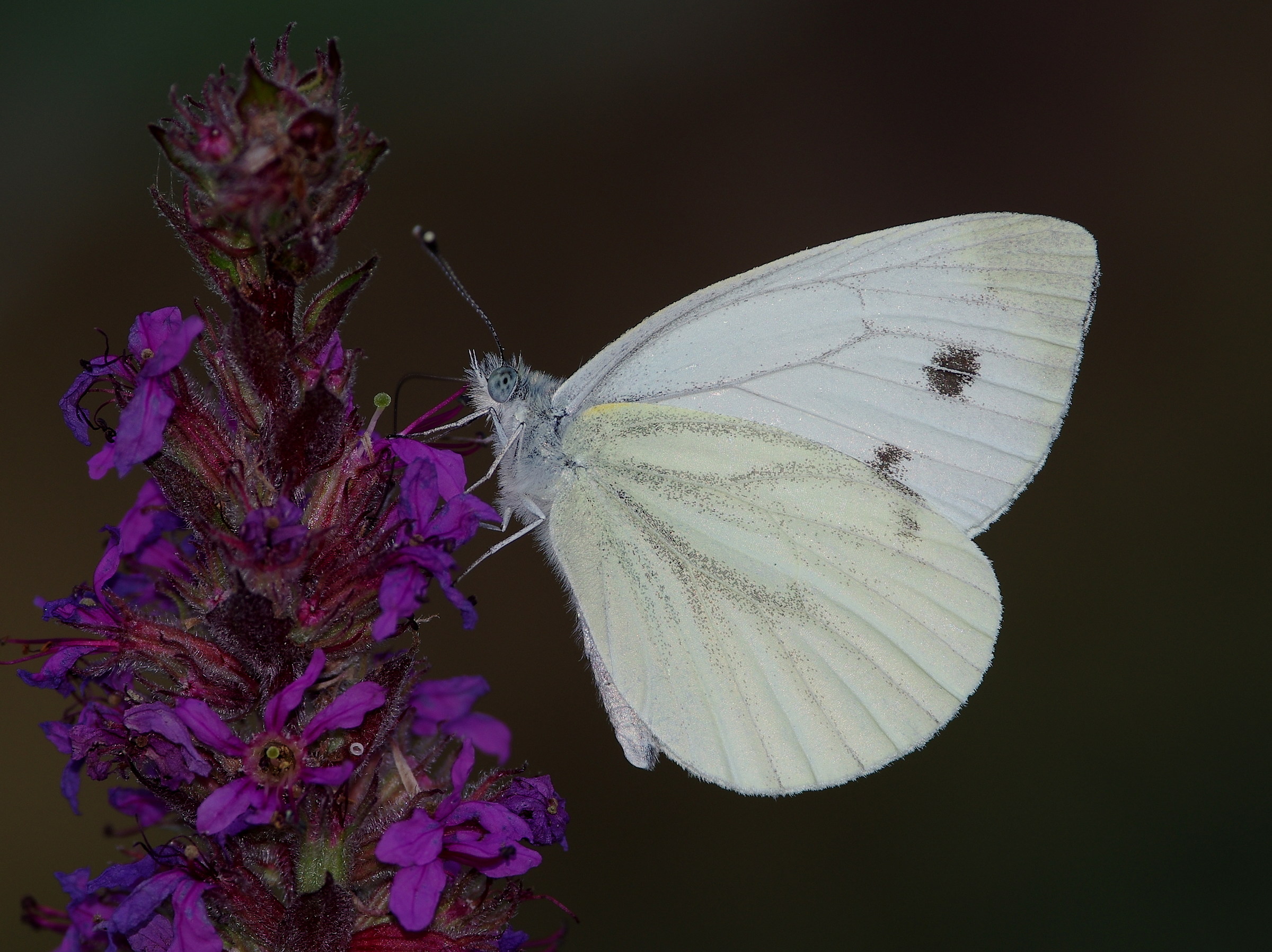 Pieris rapae