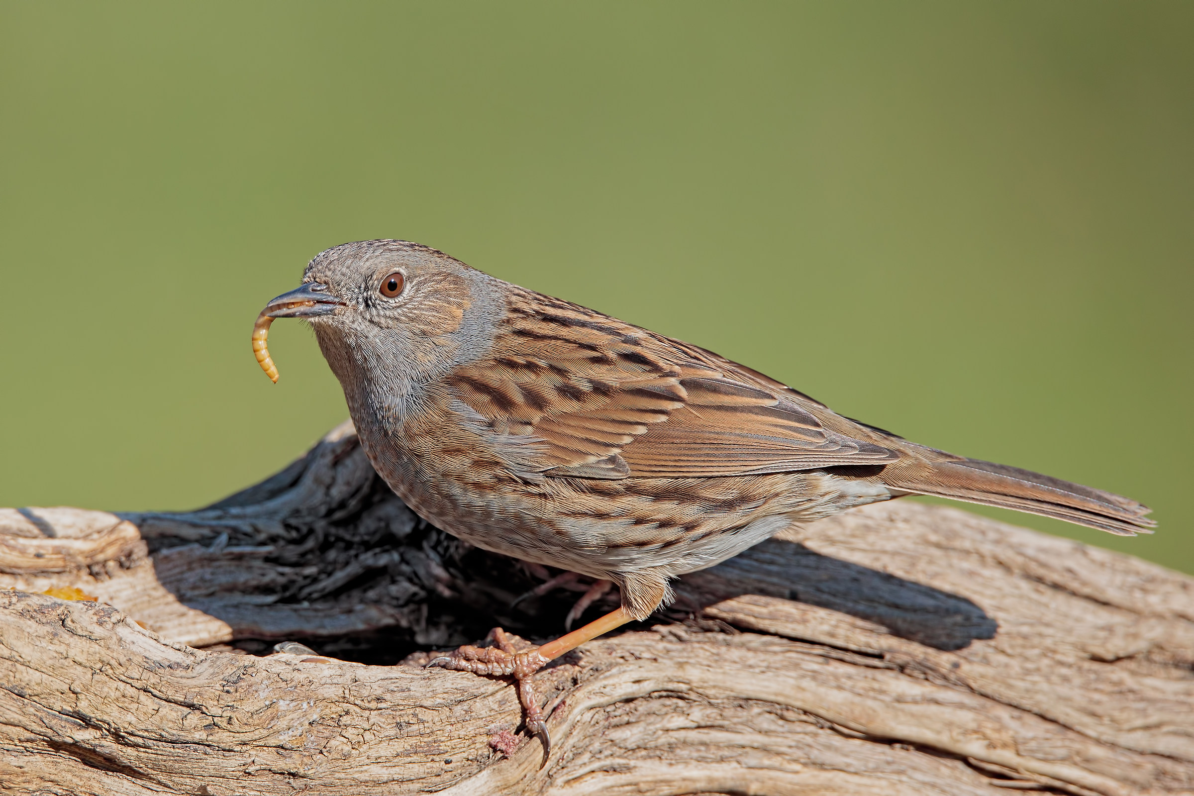 Dunnock (Prunella modularis)