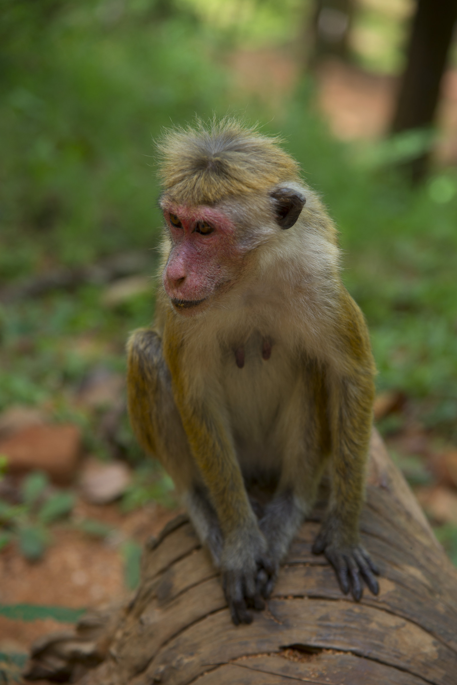 Macaque