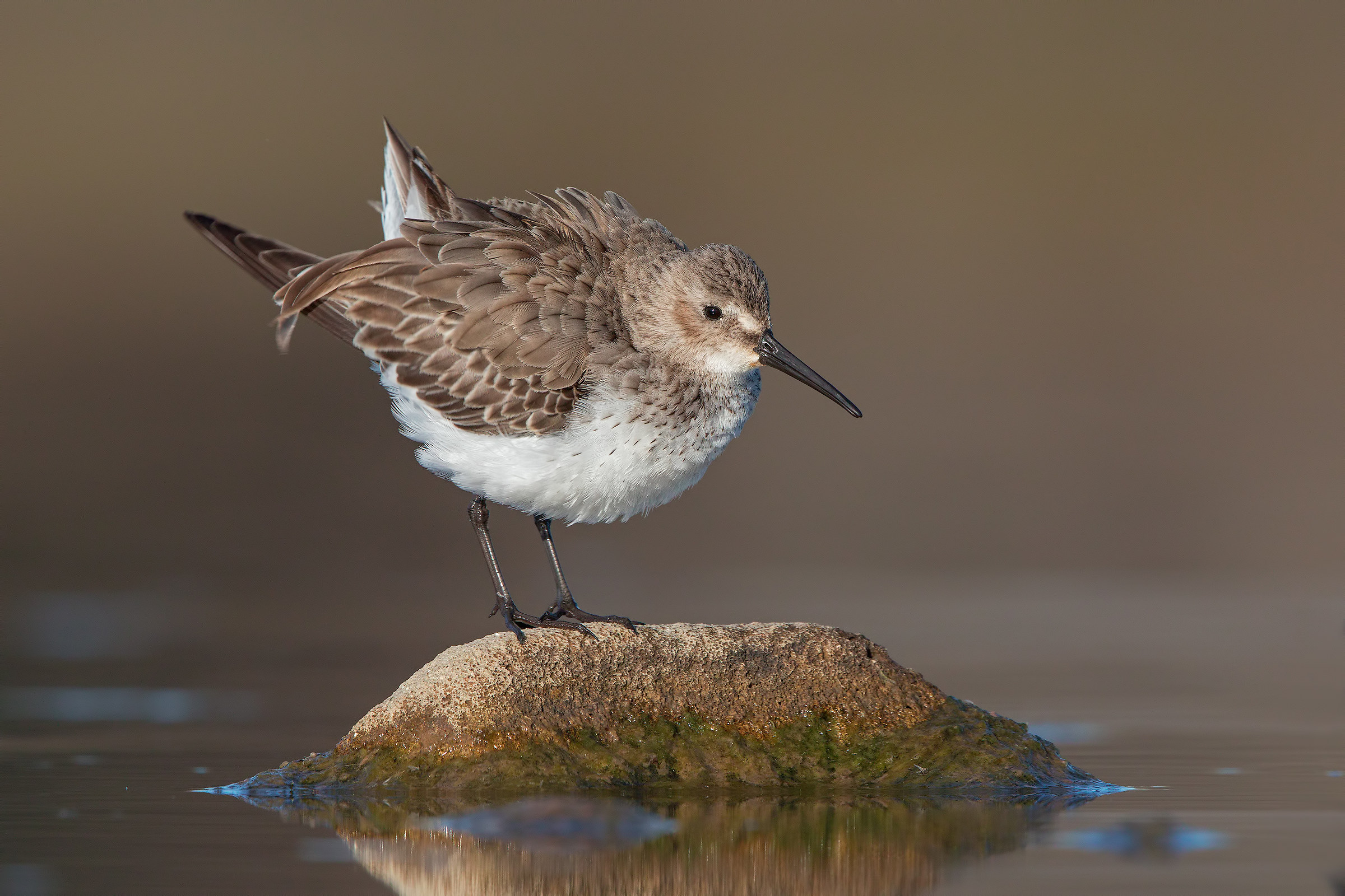 dunlin