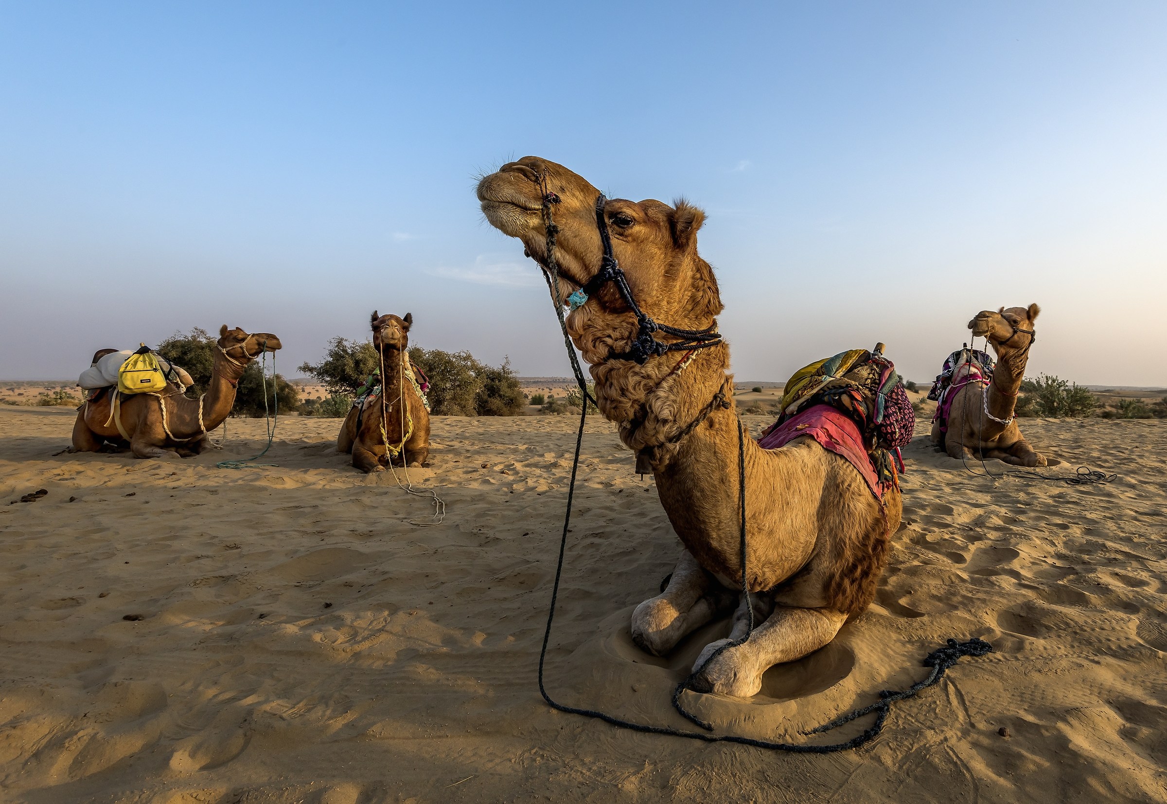 Rajasthan 2017 - Nel deserto