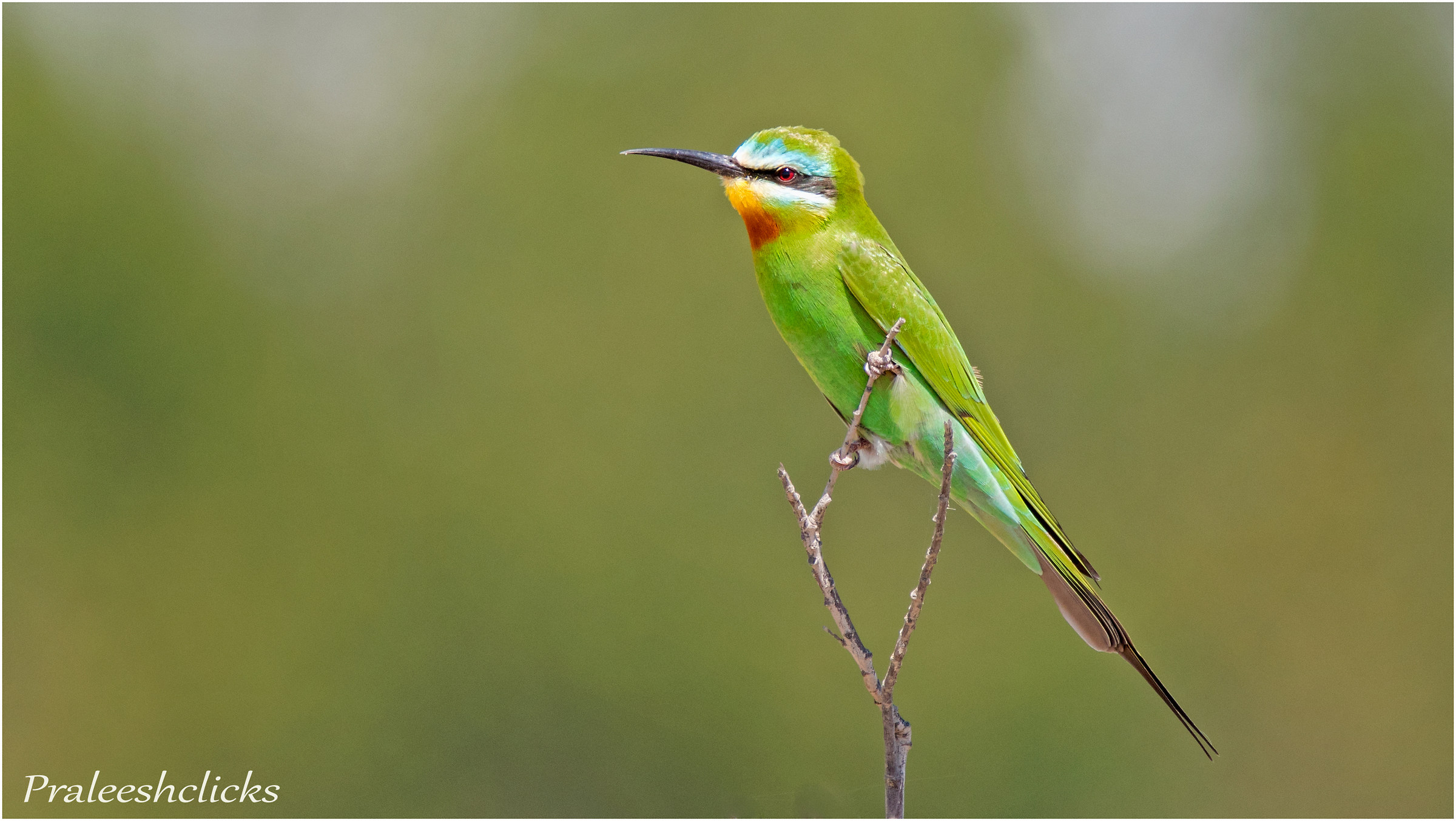 Blue Cheeked Bee Eater