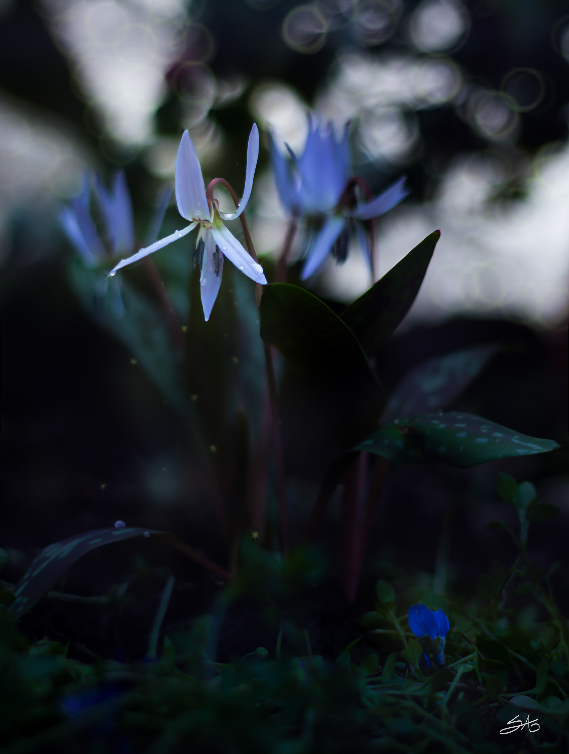 enchanting awakenings