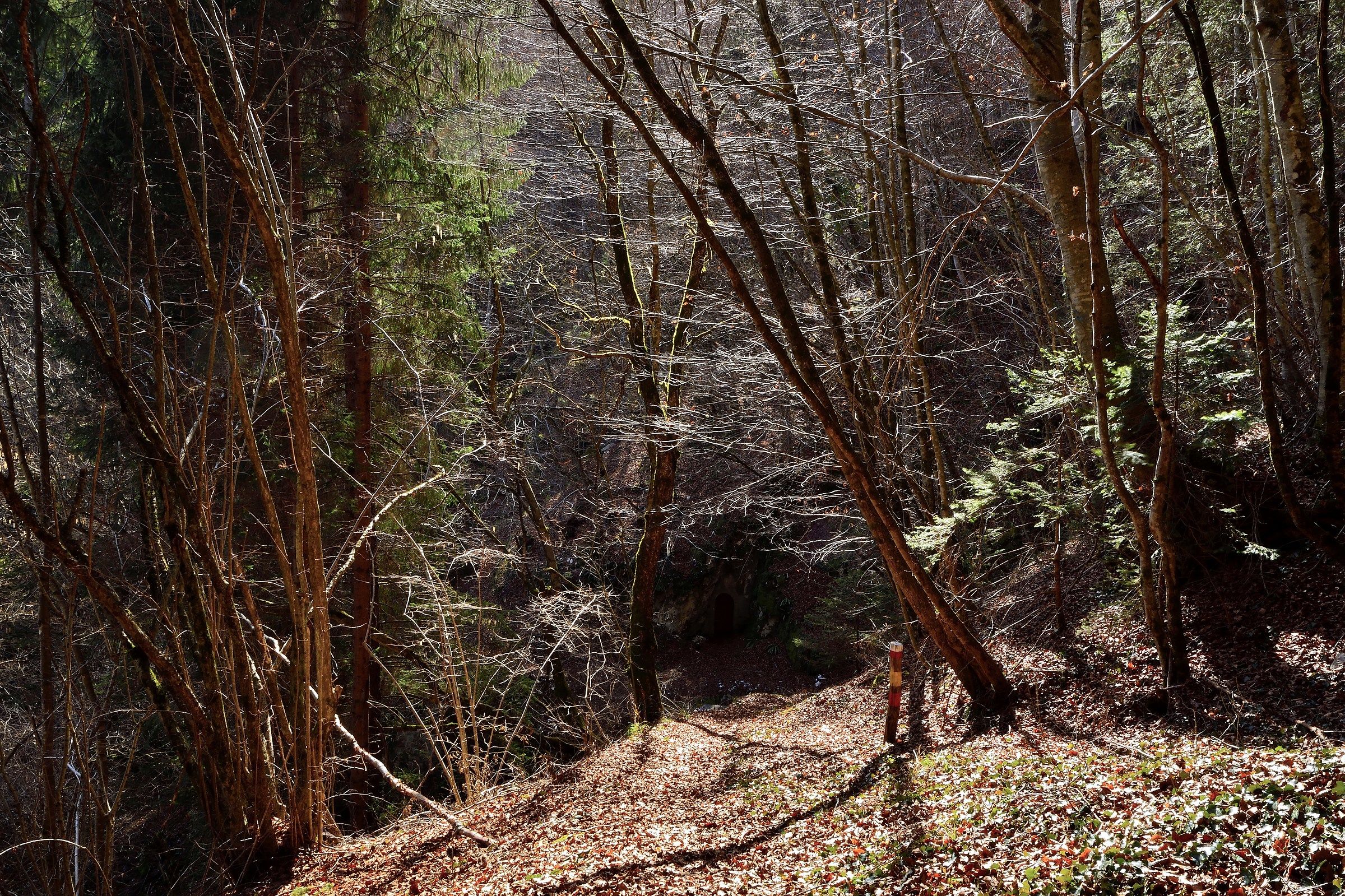 The Enchanted Forest