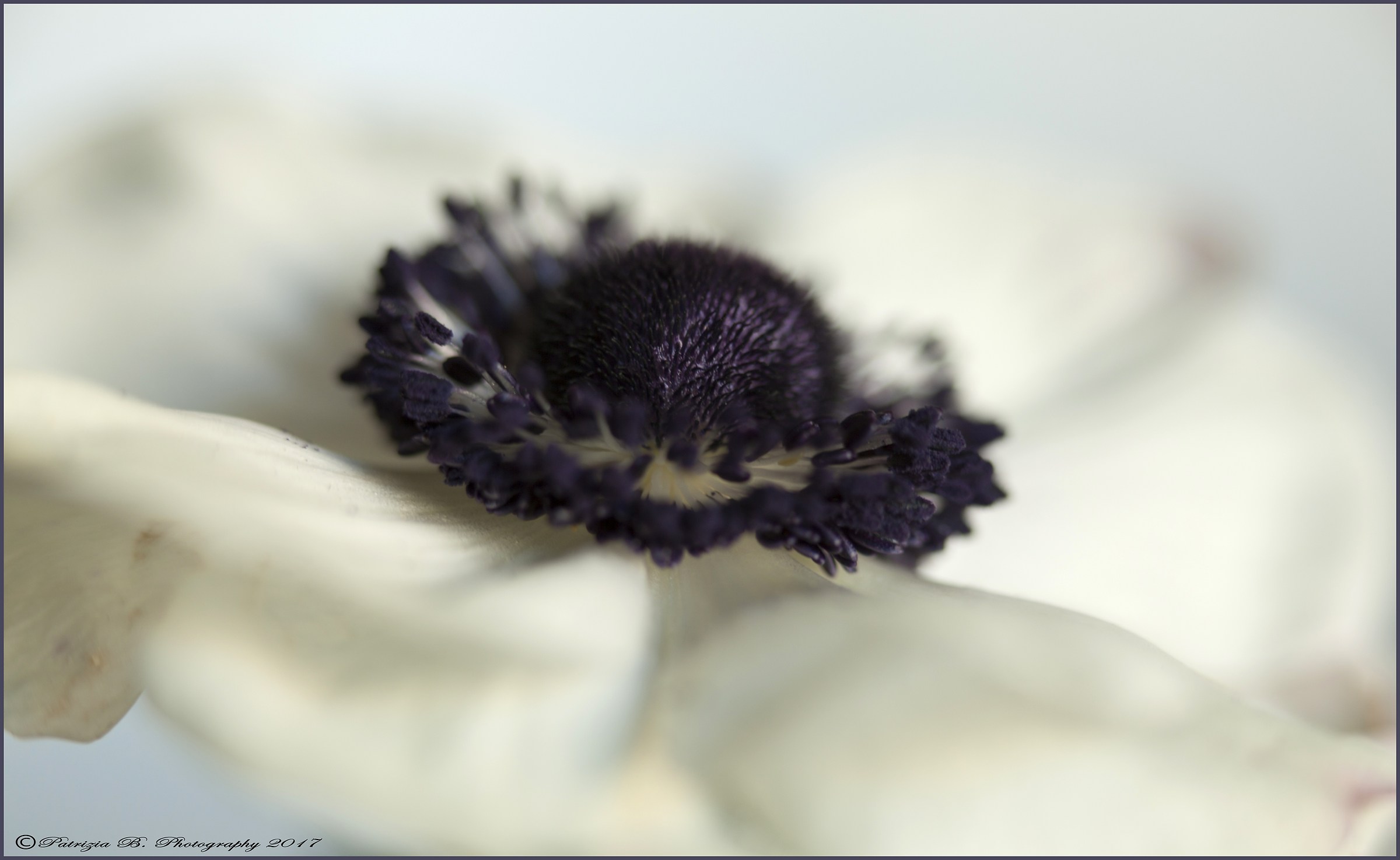 white anemone.