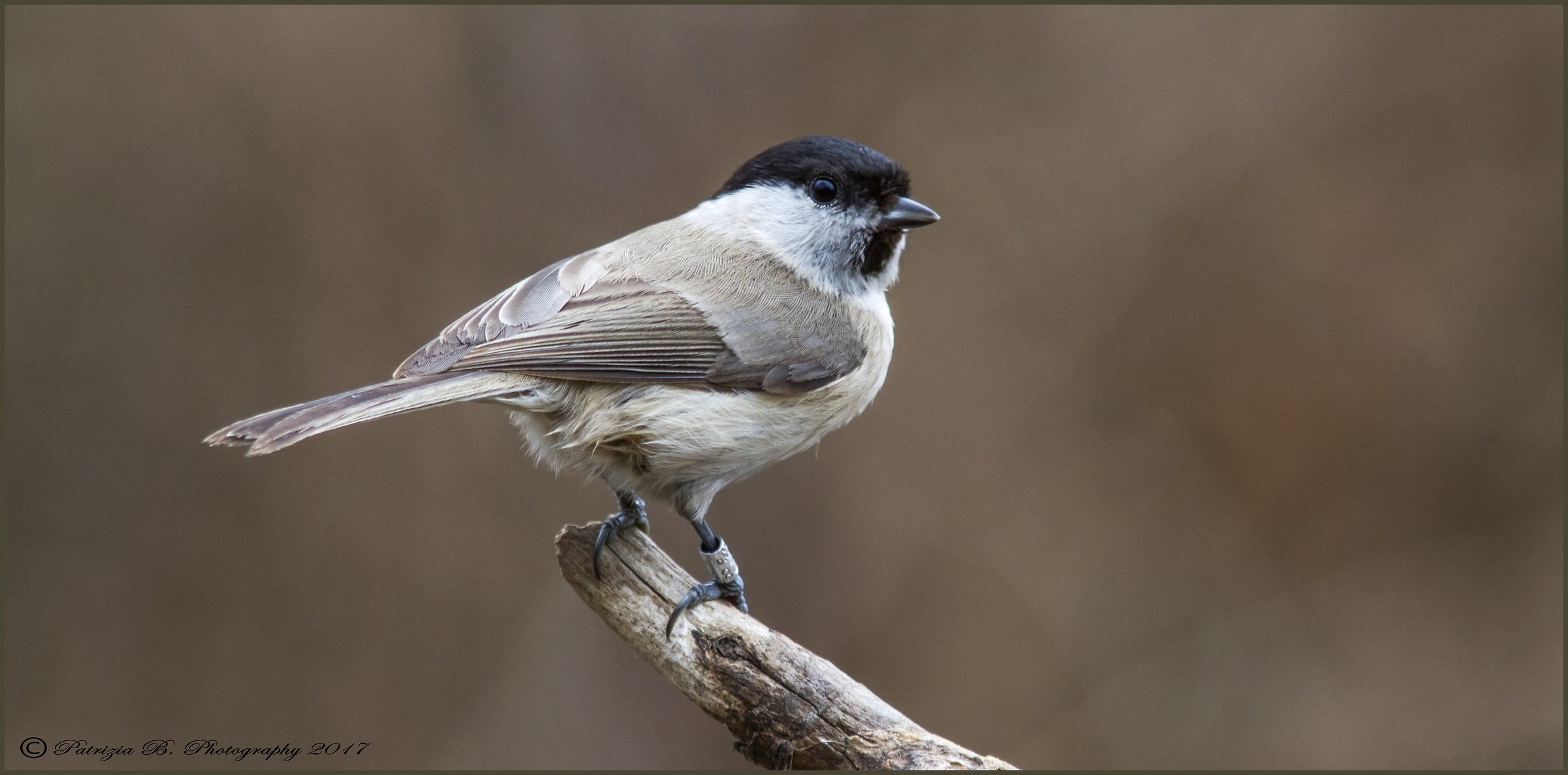 Marsh Tit.