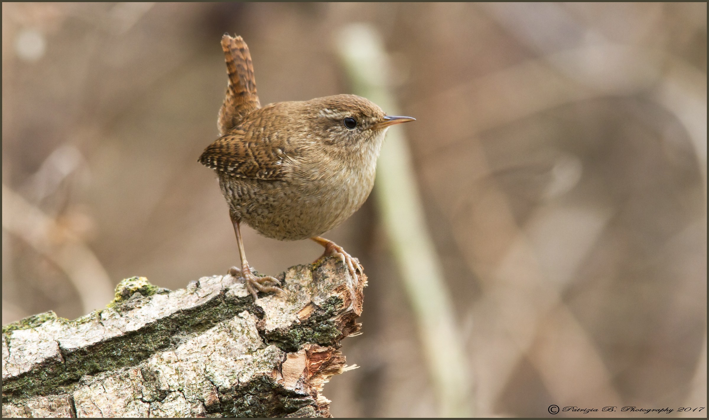 Wren.