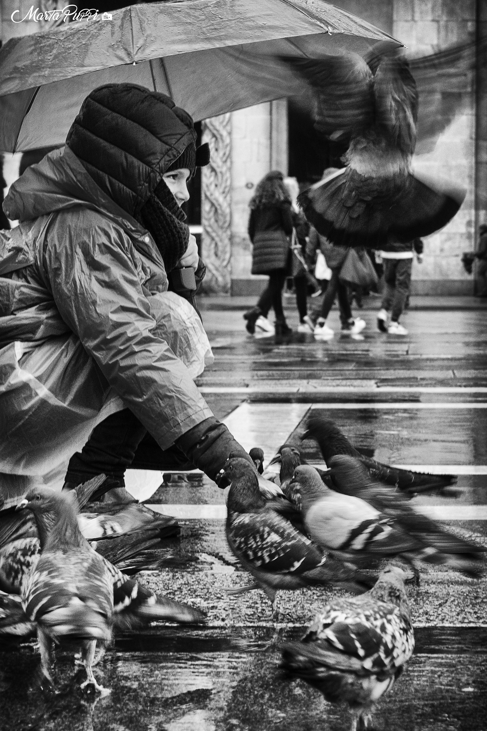 Rain and pigeons in Milan