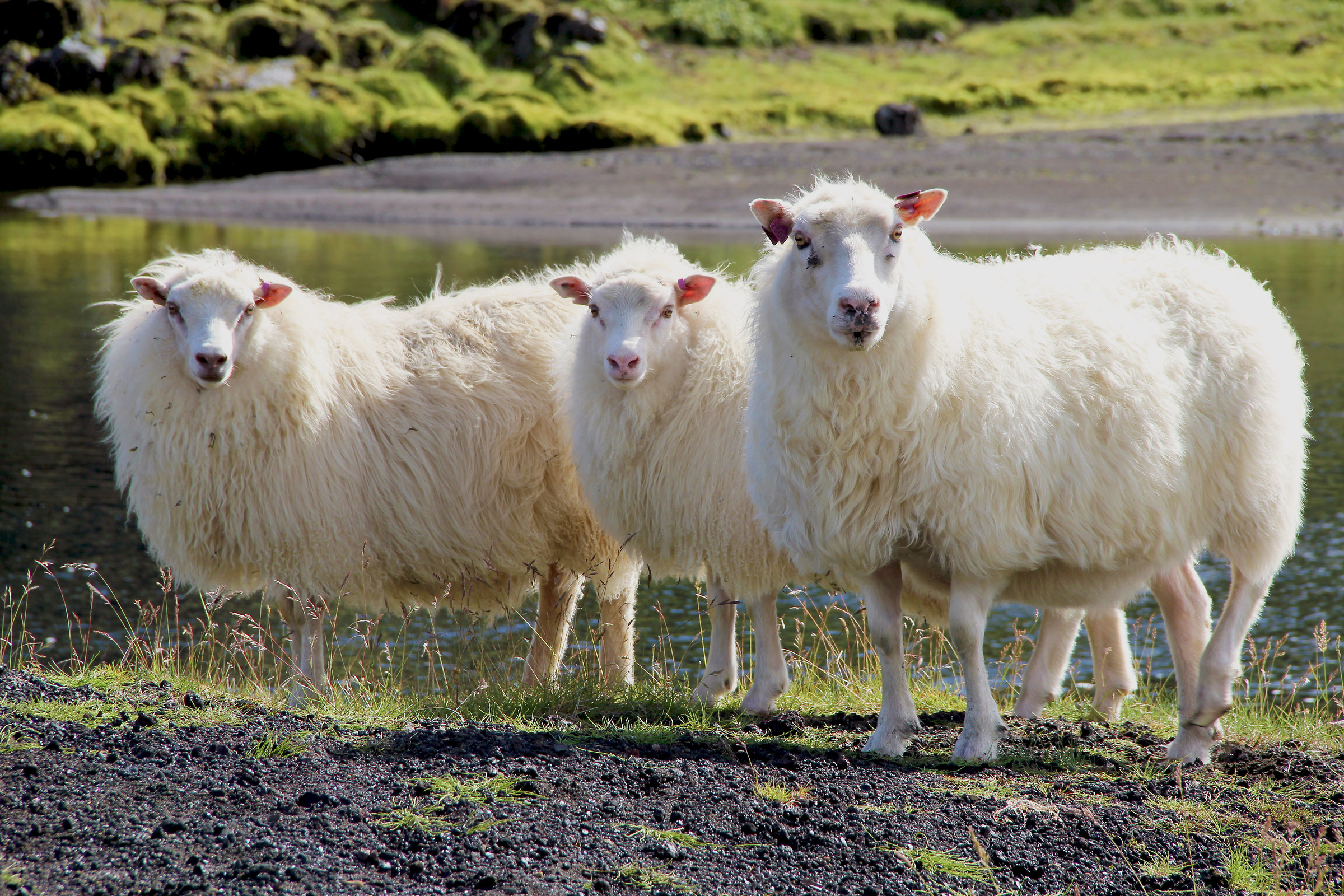 Icelandic beauty ....