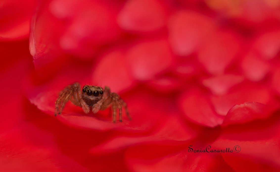 Look me straight in the eye ... you're my potereeee .. !...