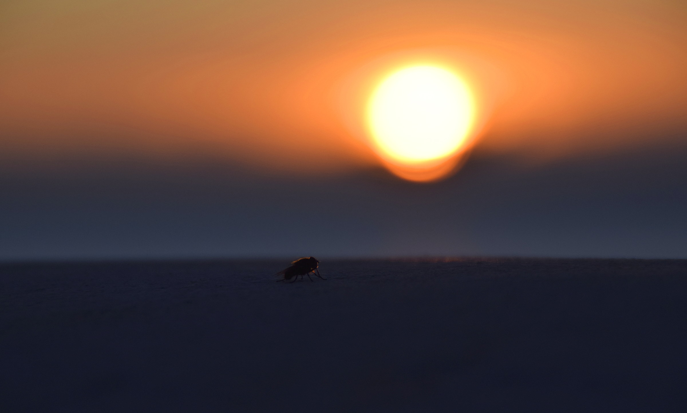 Moscow who enjoys the sunrise