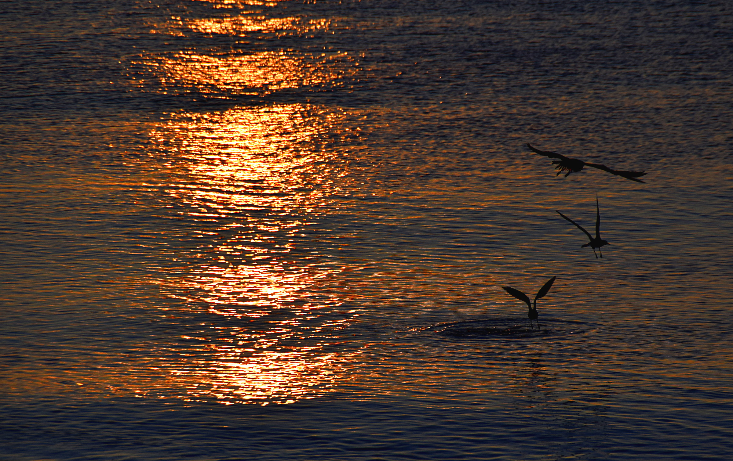 Seagulls on the trail of golden dawn today