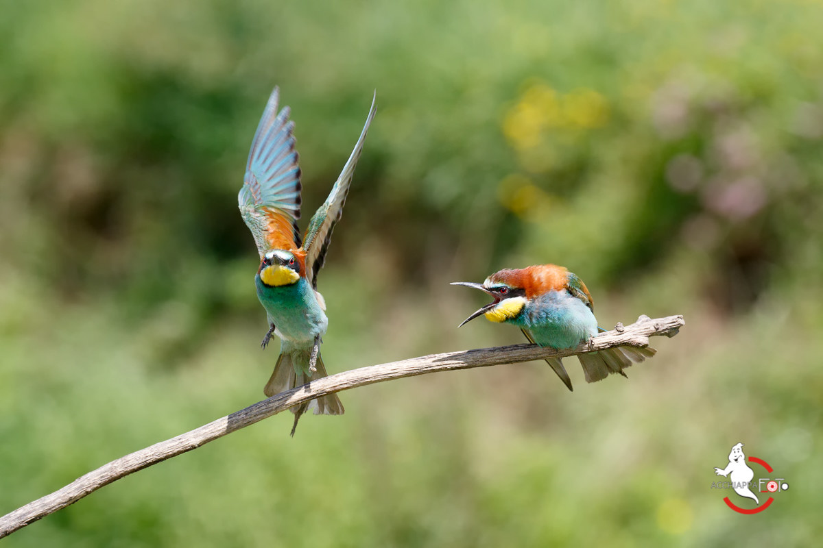 female "sets them straight," the male ...