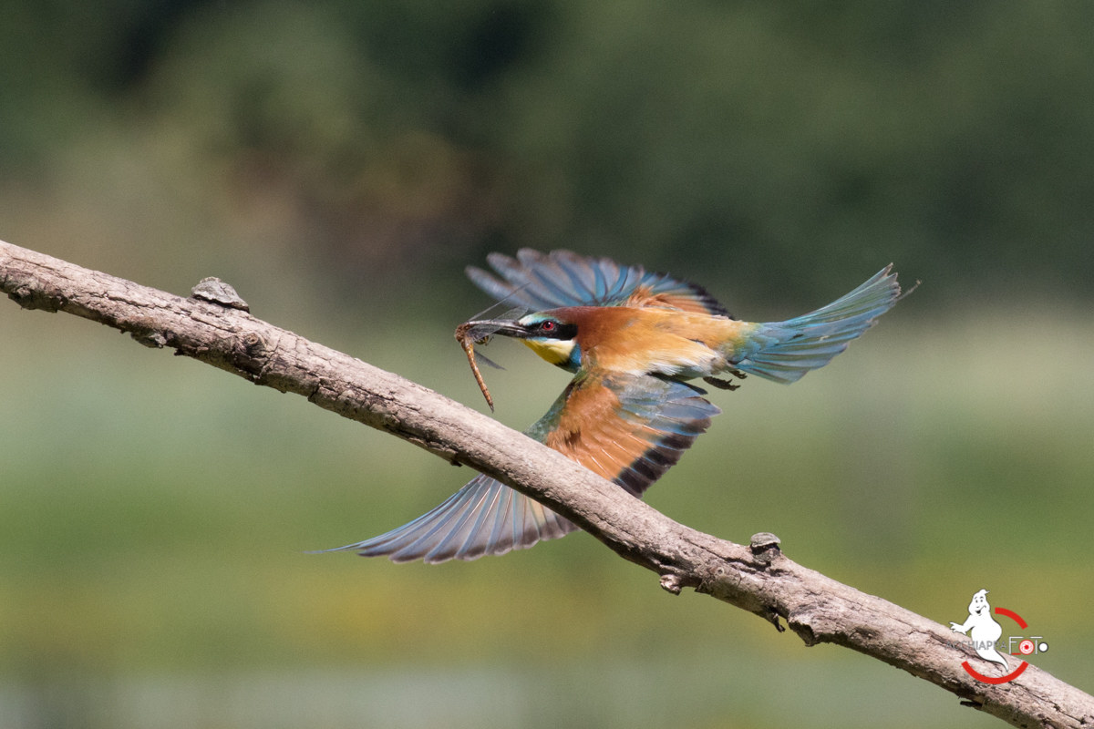 Gruccione coming with dragonfly