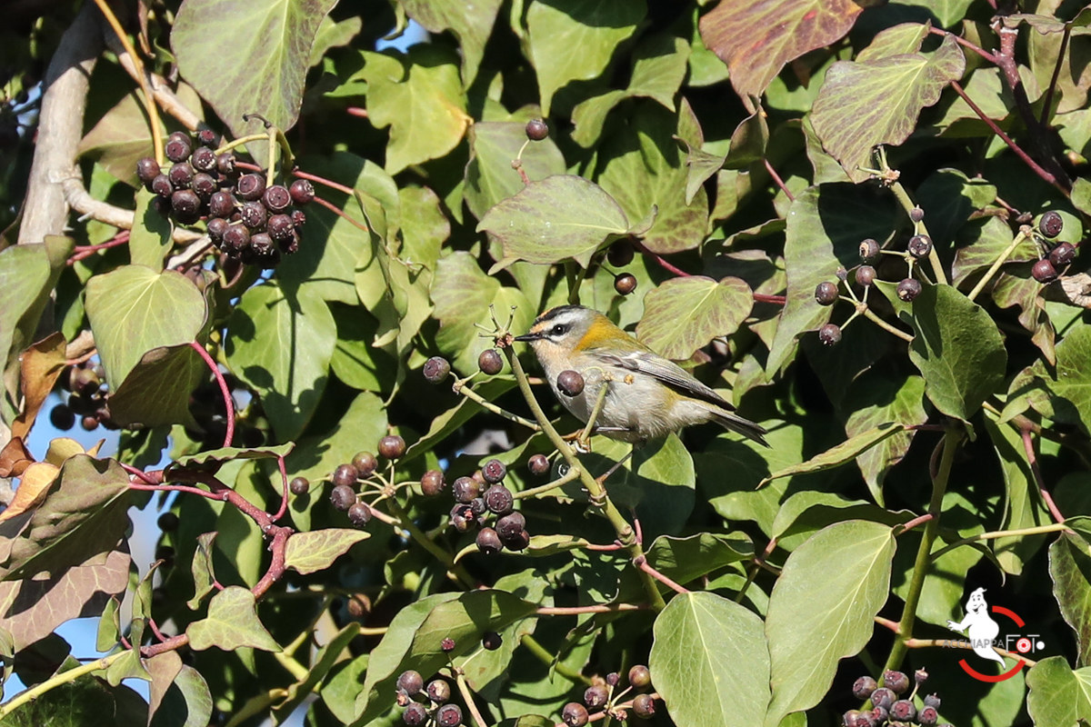 Firecrest Regulus ignicapilla