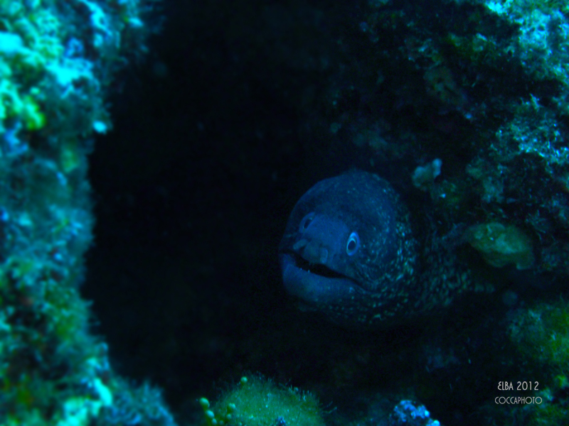 Moray