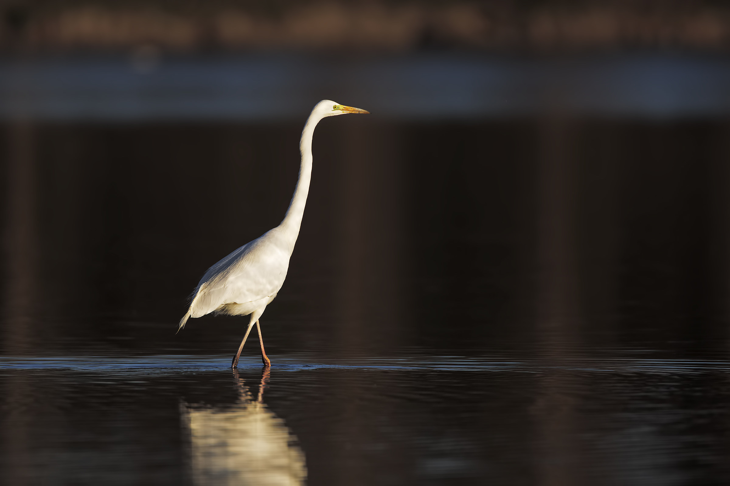 White heron at sunset Maggiore