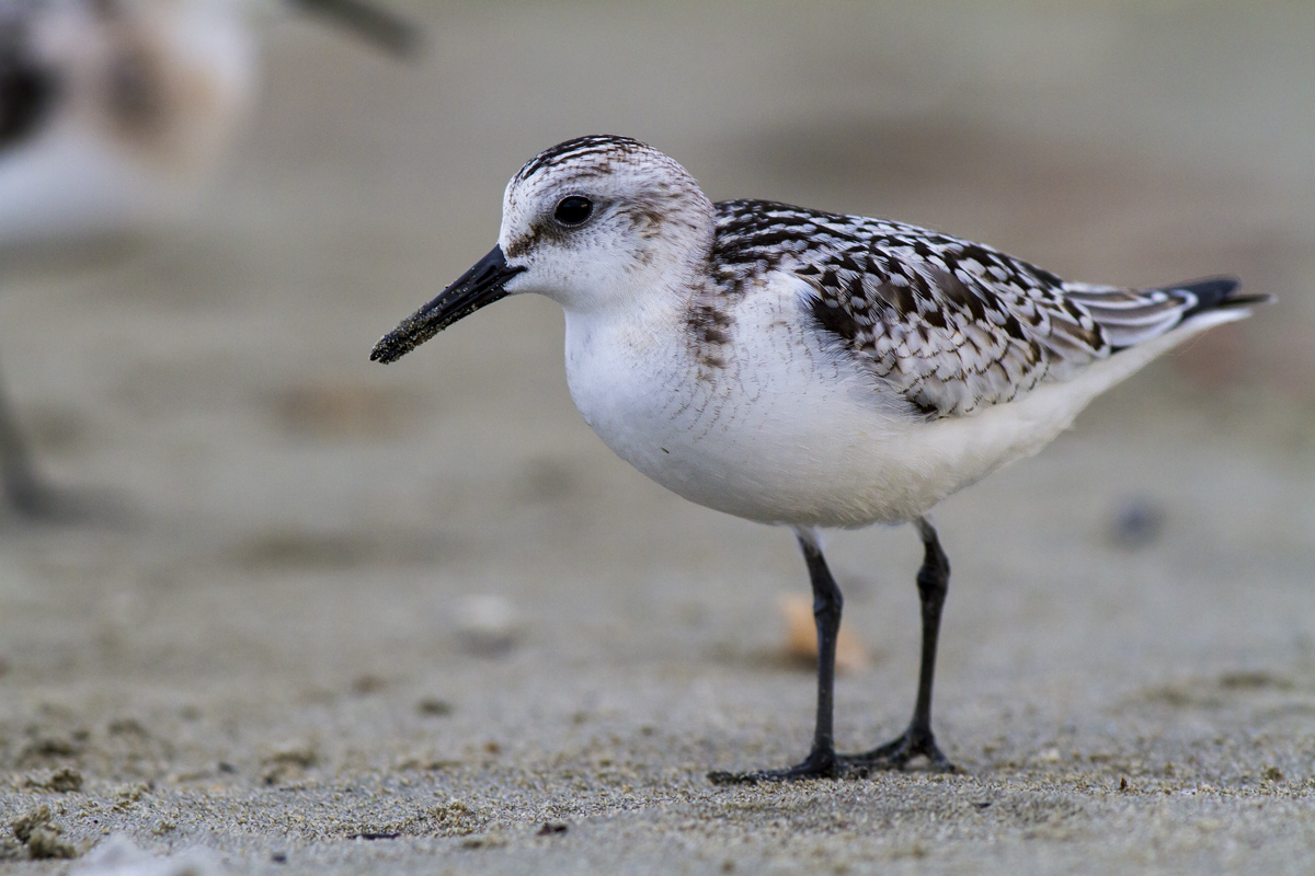 Piovanello Tridattilo