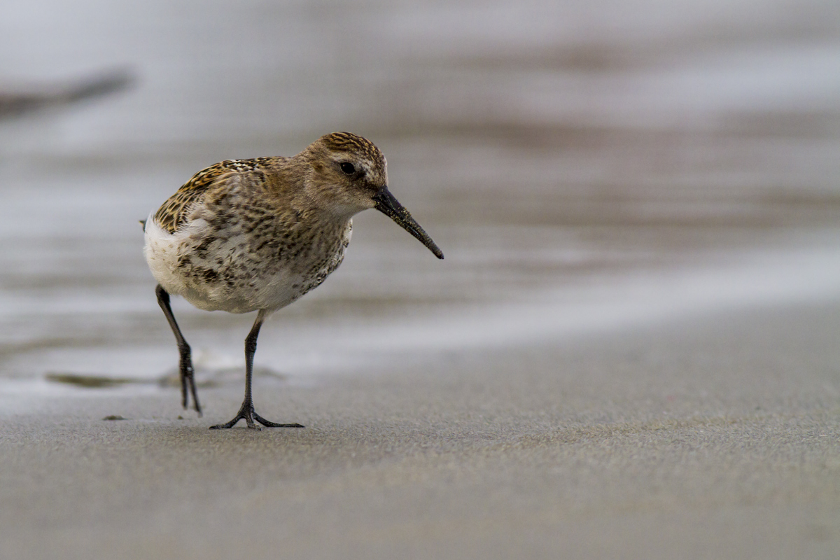 Piovanello Pancianera