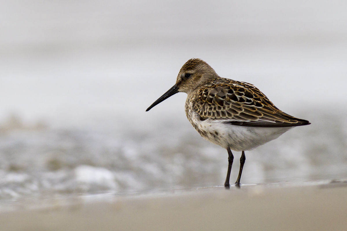 Dunlin