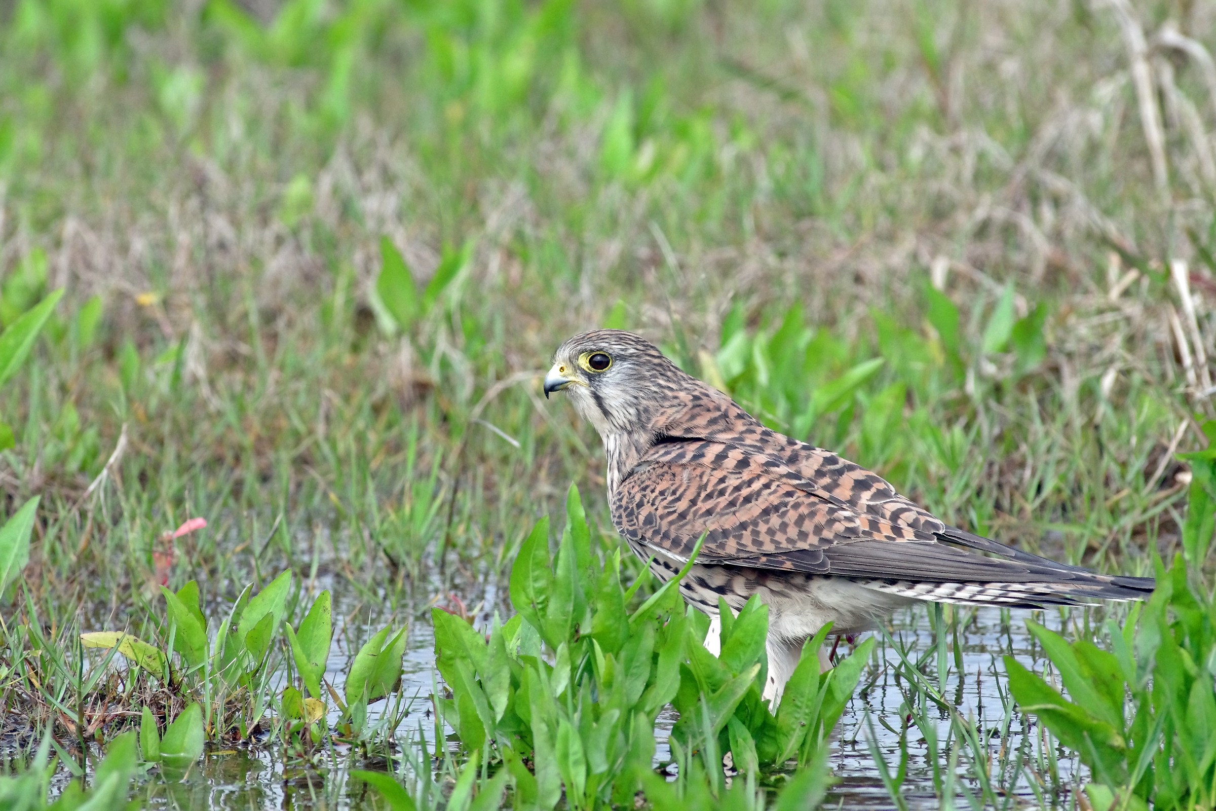 Eurasian Kestrel