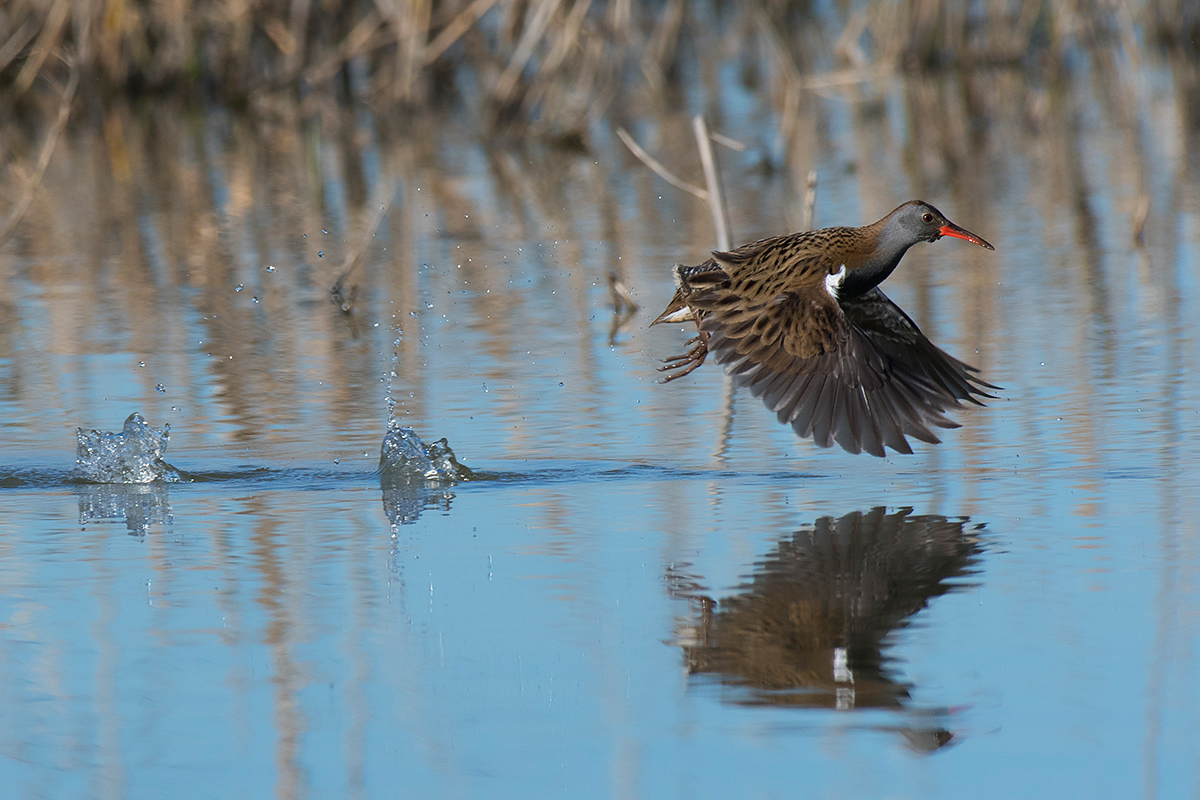 L'involo del Porciglione