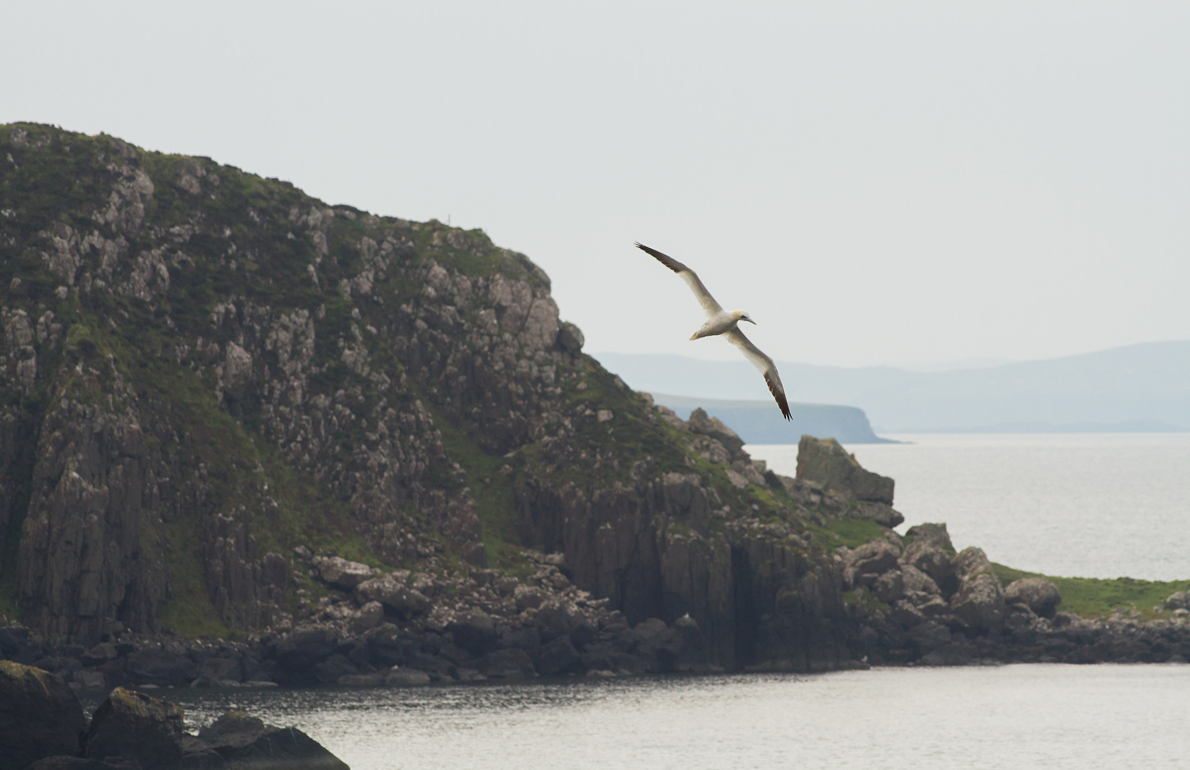 Sula bassana a Rubha Hunish