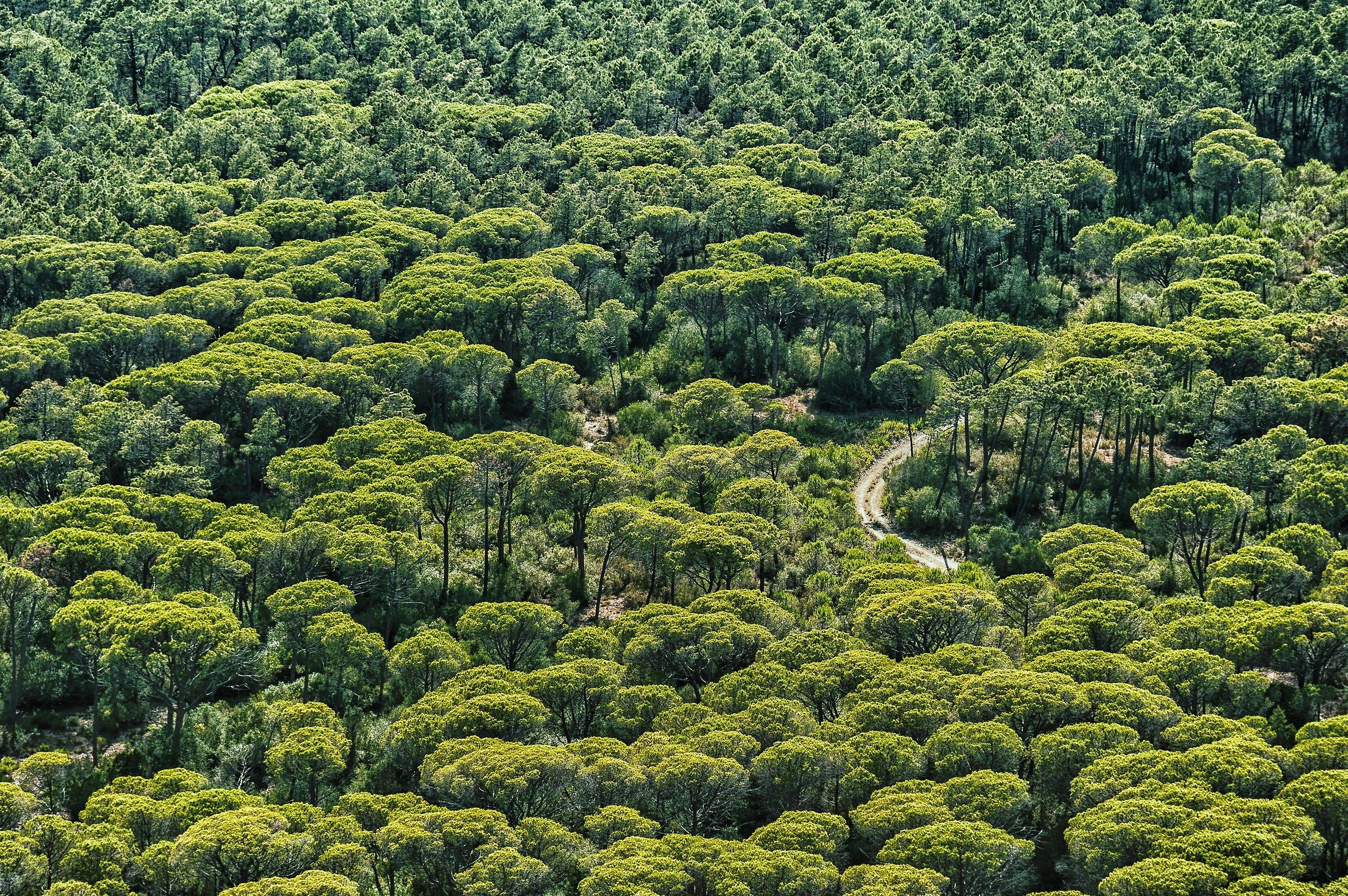 Trail in the pine forest