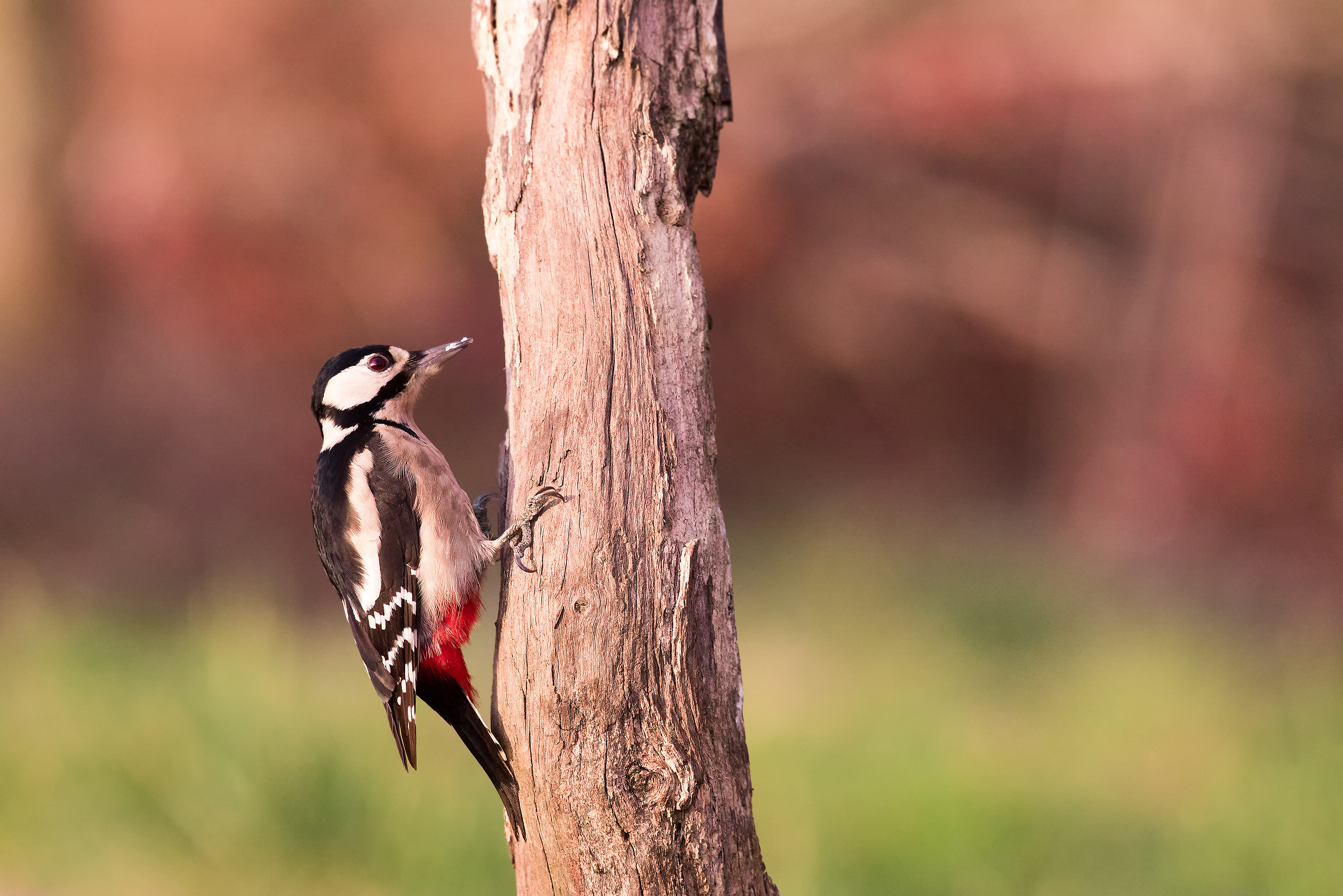 Picchio Rosso Maggiore