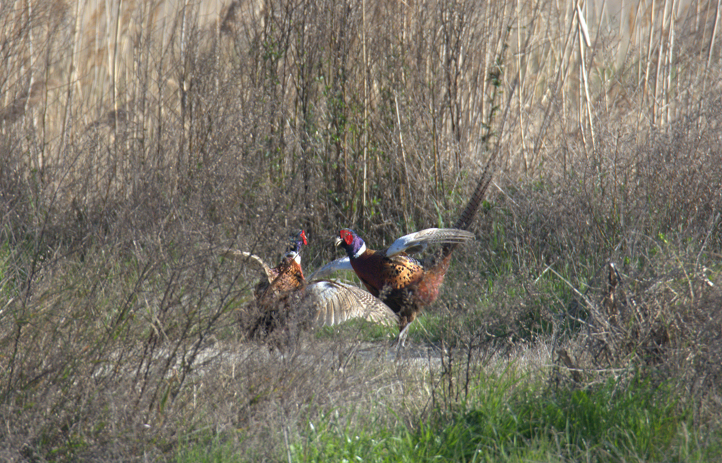 male pheasants