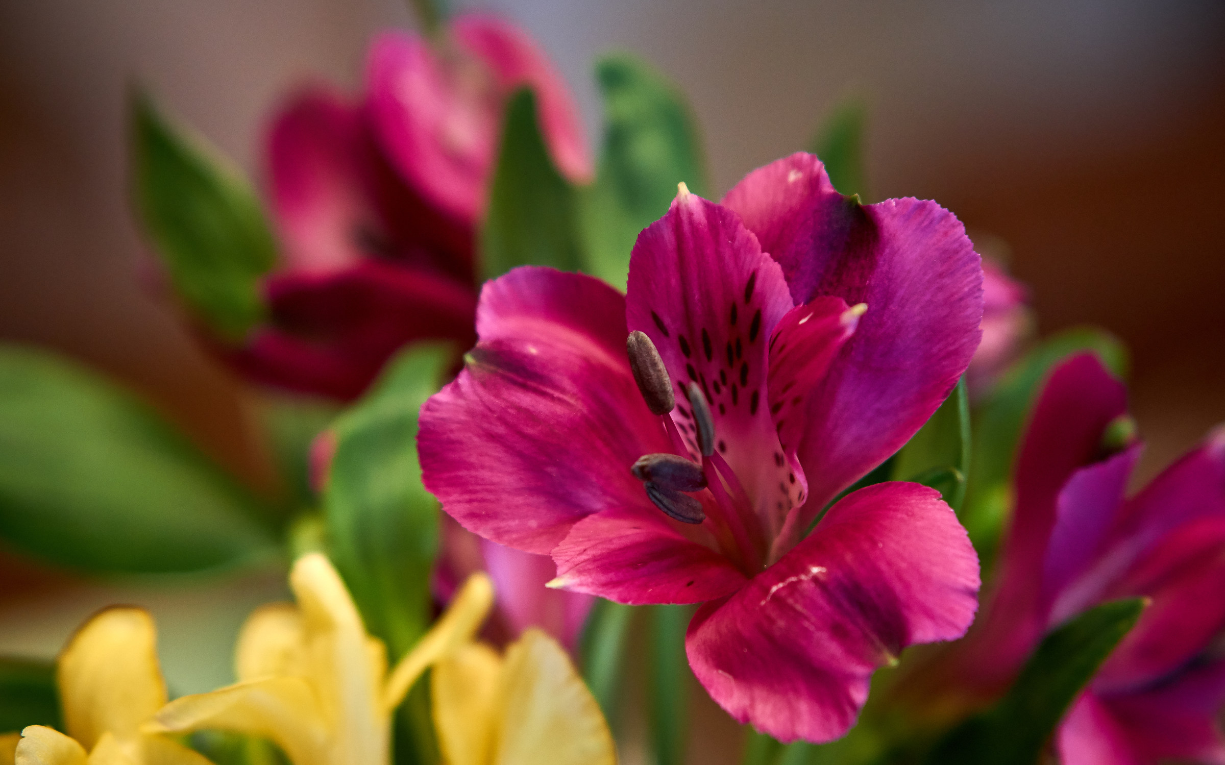 Flori in casa parintilor