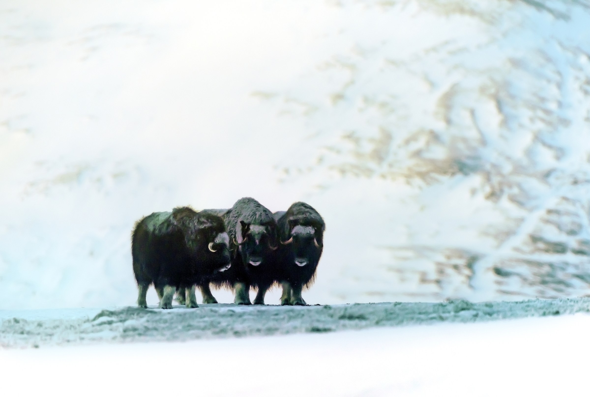 Dovrefjell 2017 - Musk ox, tra la nebbia e il gelo