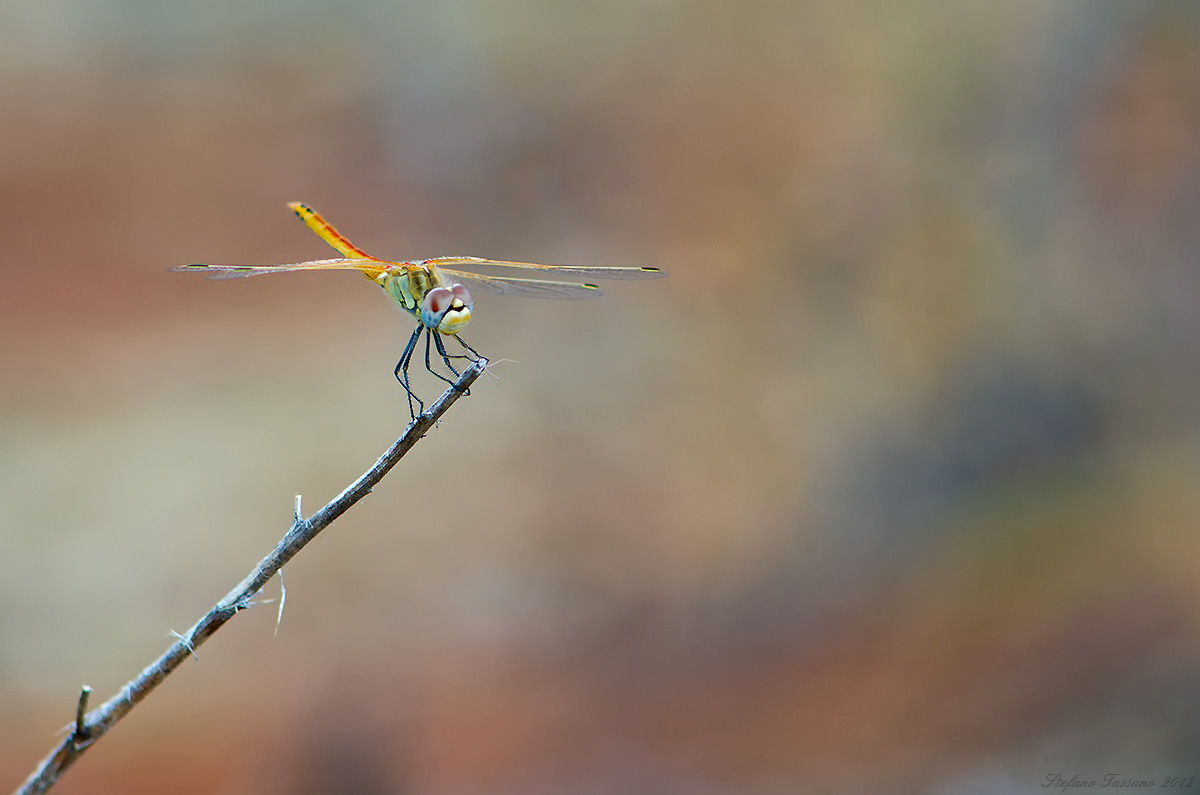 Sympetrum fonscolombii