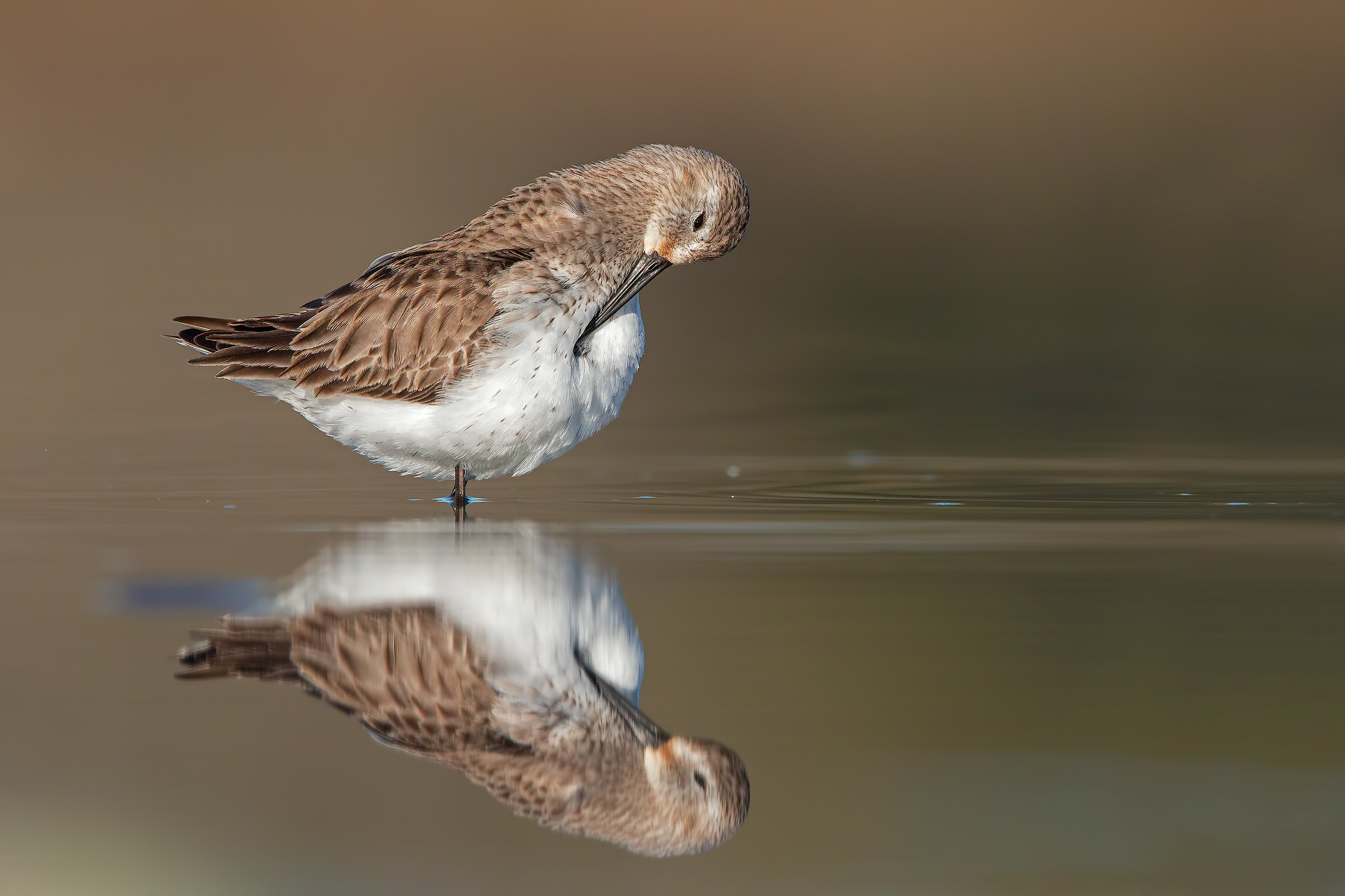 Piovanello pancianera