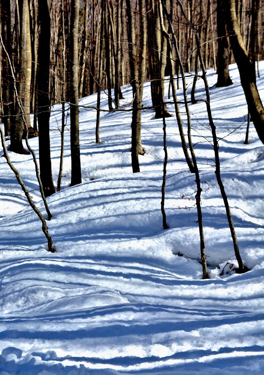 Screziature nel bosco