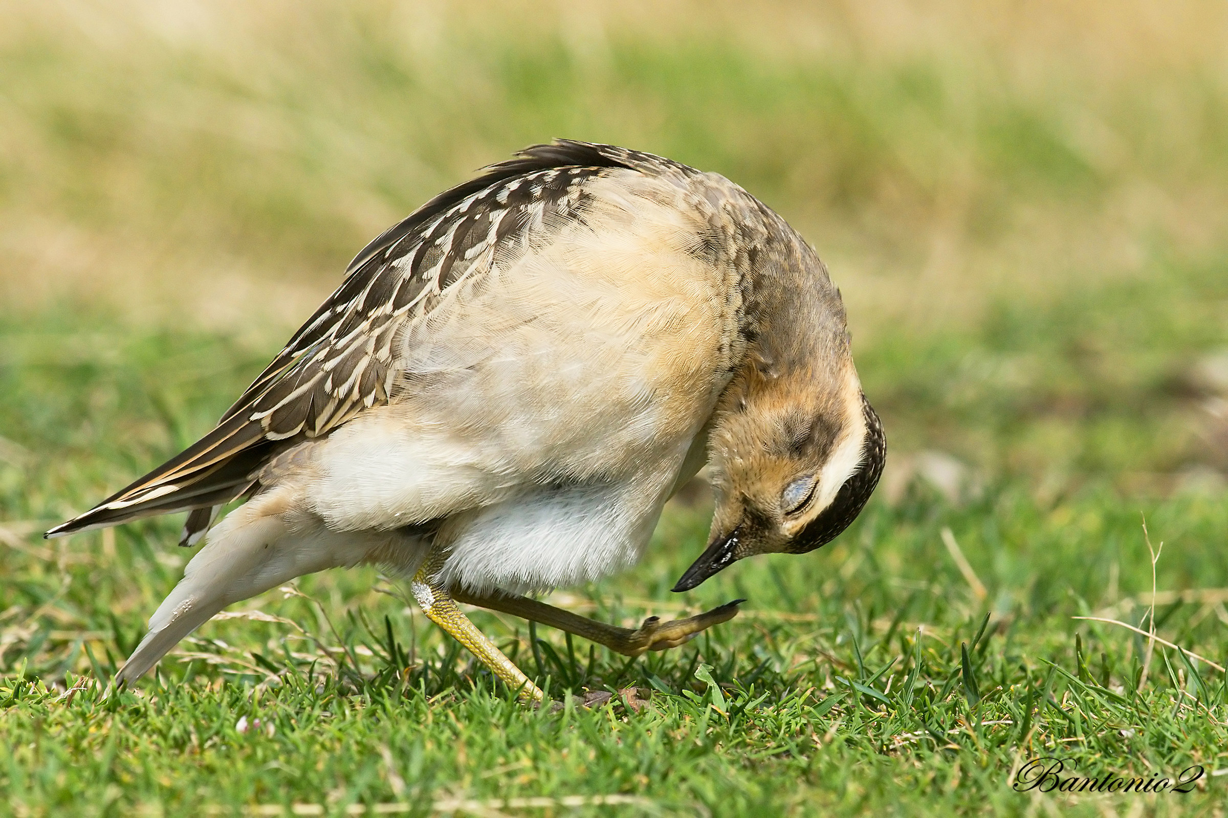 "L'inchino del tortolino"