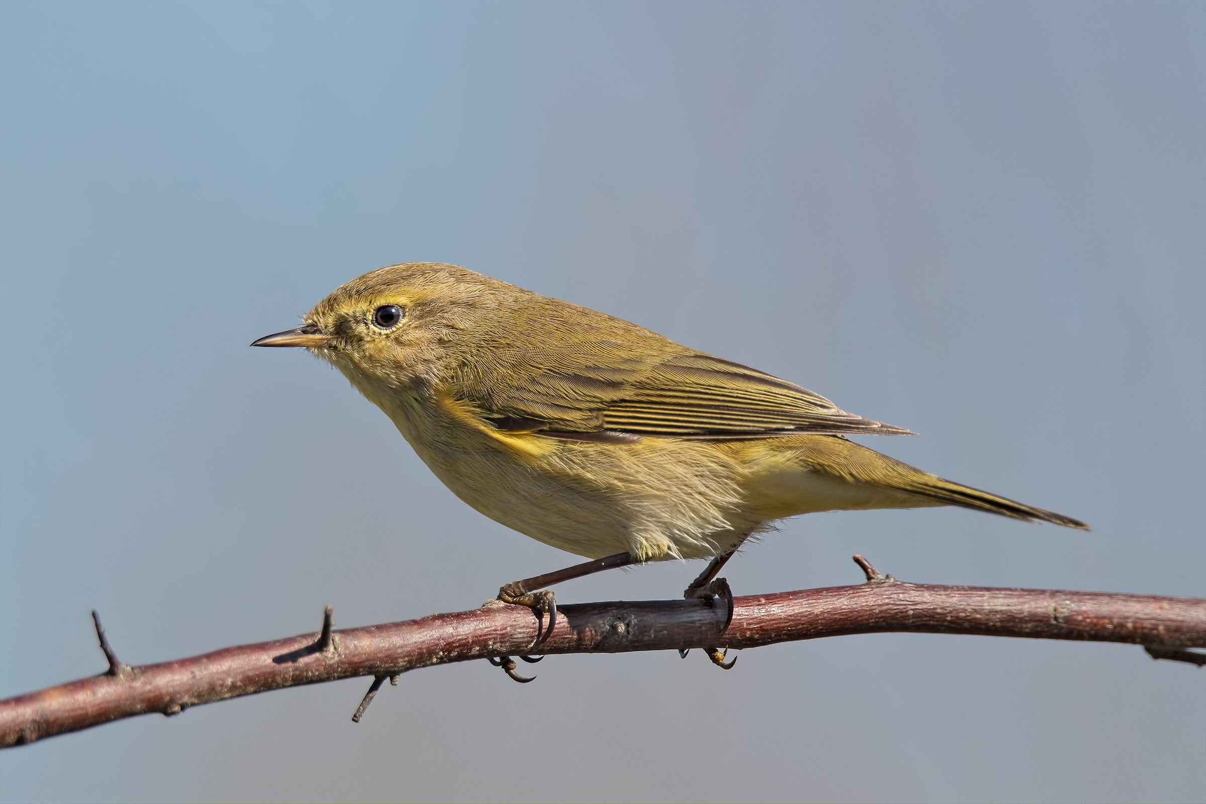 Chiffchaff (Phylloscopus collybita)